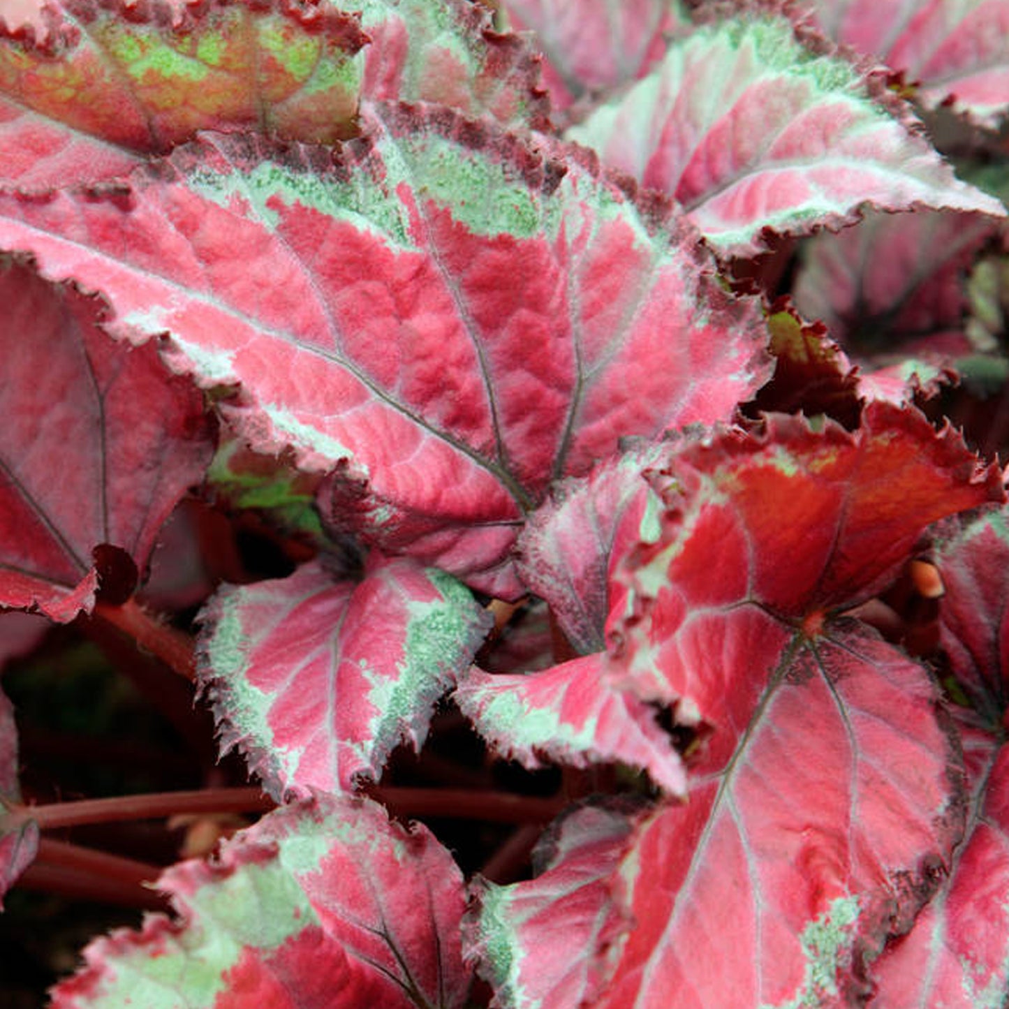 Begonia Spitfire (13cm) V2