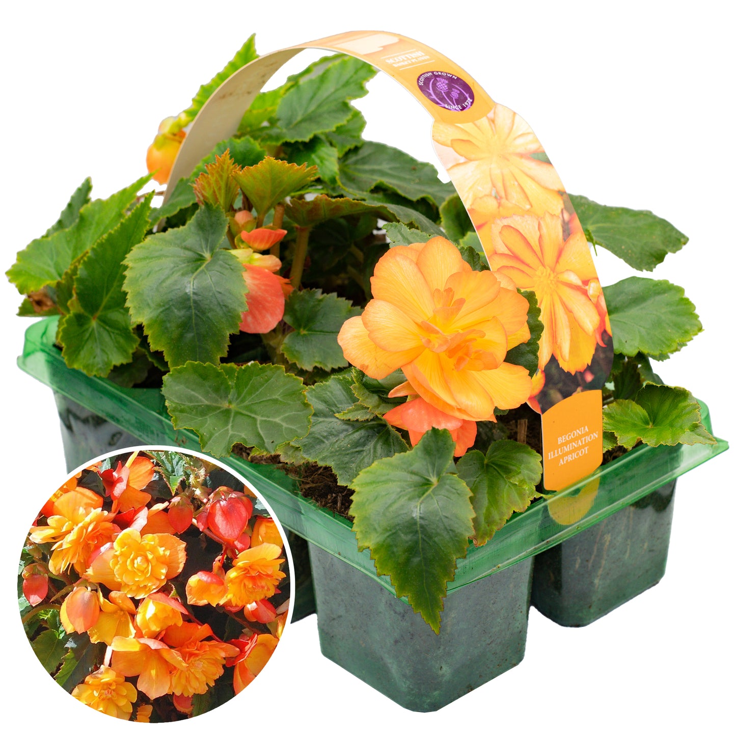 Basket Plants - Begonia Trailing Apricot Shades (6 Pack)