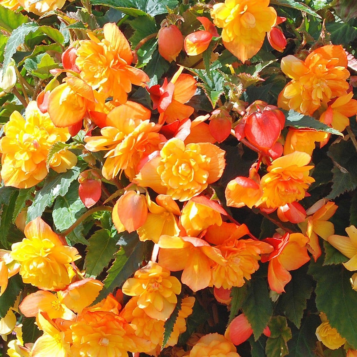 Basket Plants - Begonia Trailing Apricot Shades (6 Pack)