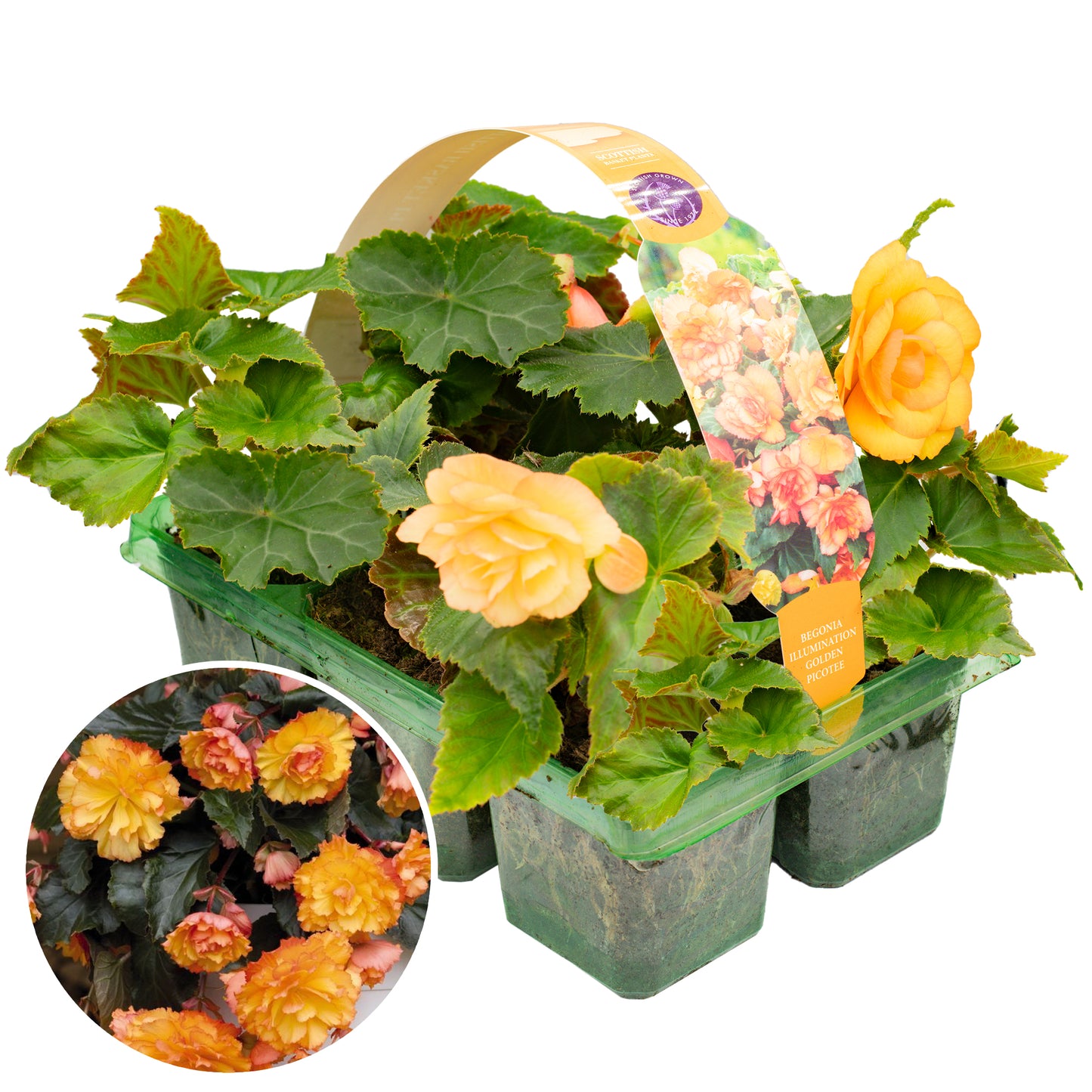 Basket Plants - Begonia Trailing Golden Picotee (6 Pack)