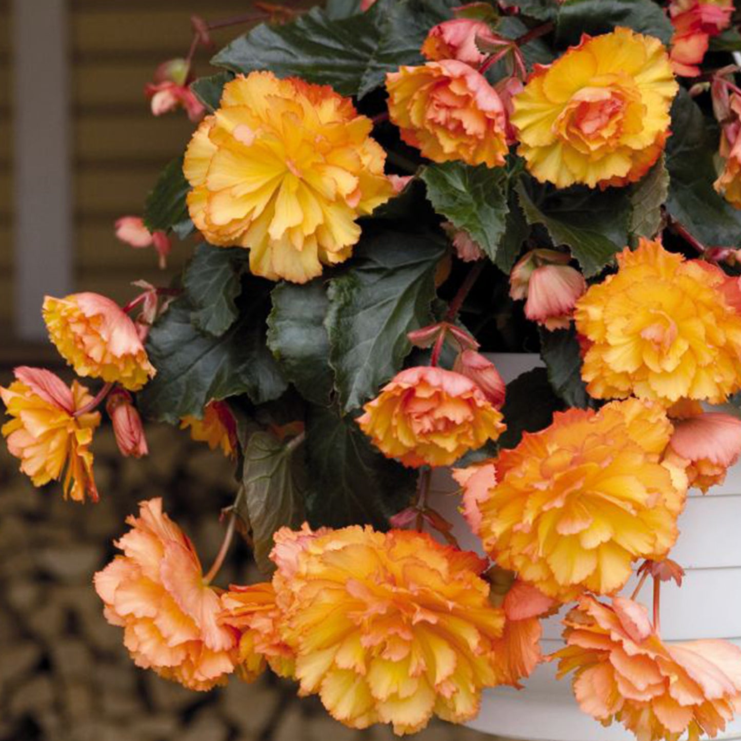 Basket Plants - Begonia Trailing Golden Picotee (6 Pack)