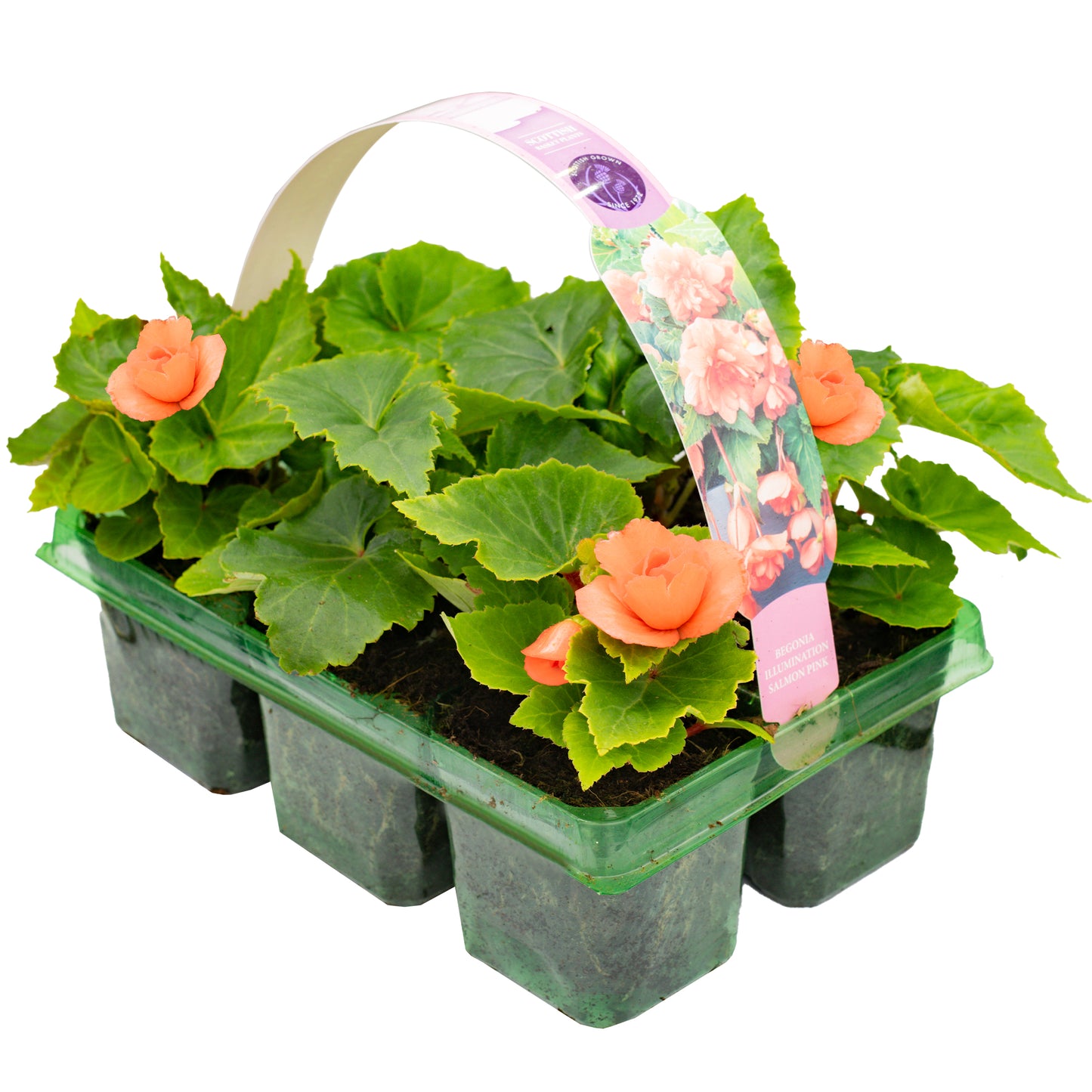 Basket Plants - Begonia Trailing Salmon Pink (6 Pack)