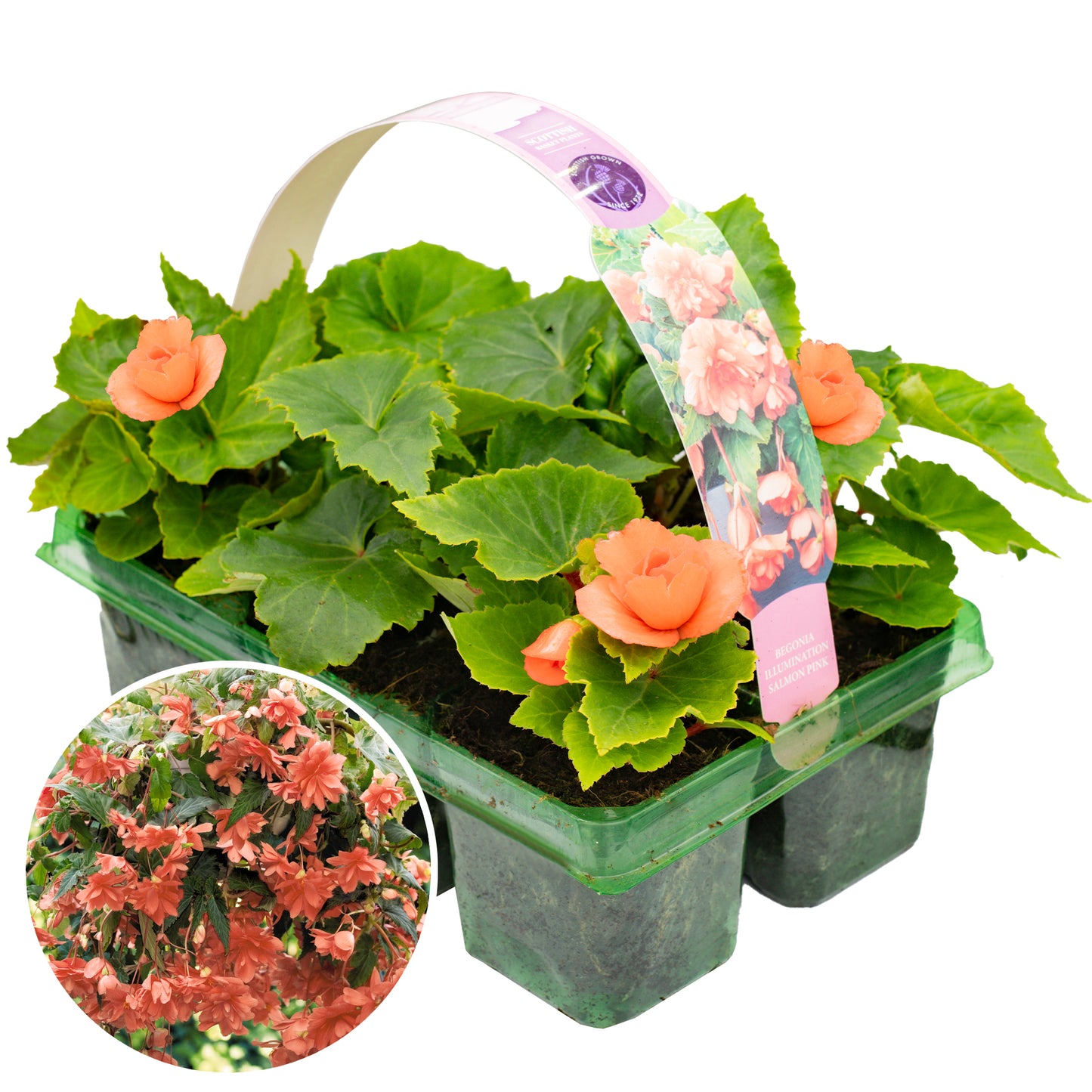 Basket Plants - Begonia Trailing Salmon Pink (6 Pack)