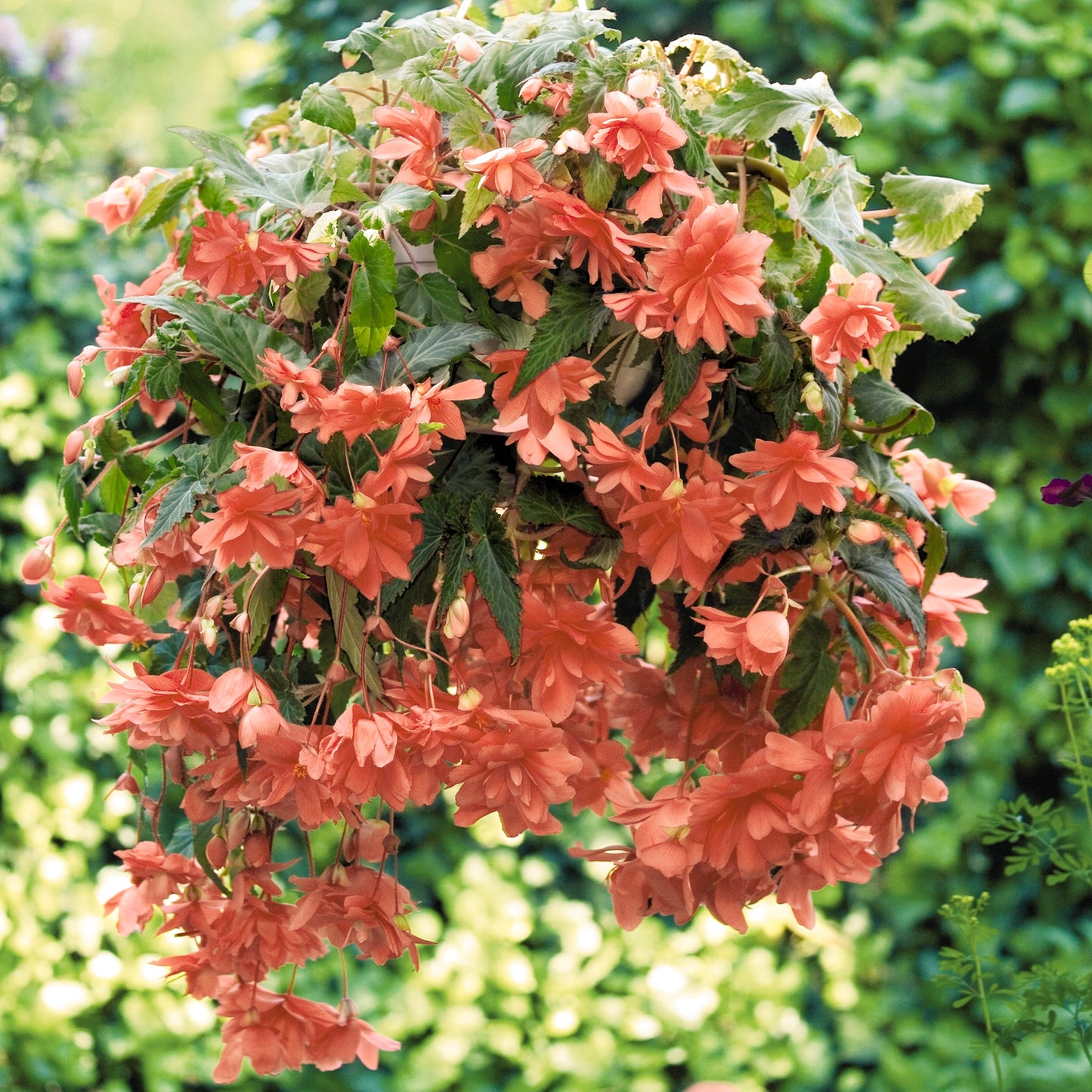 Basket Plants - Begonia Trailing Salmon Pink (6 Pack)