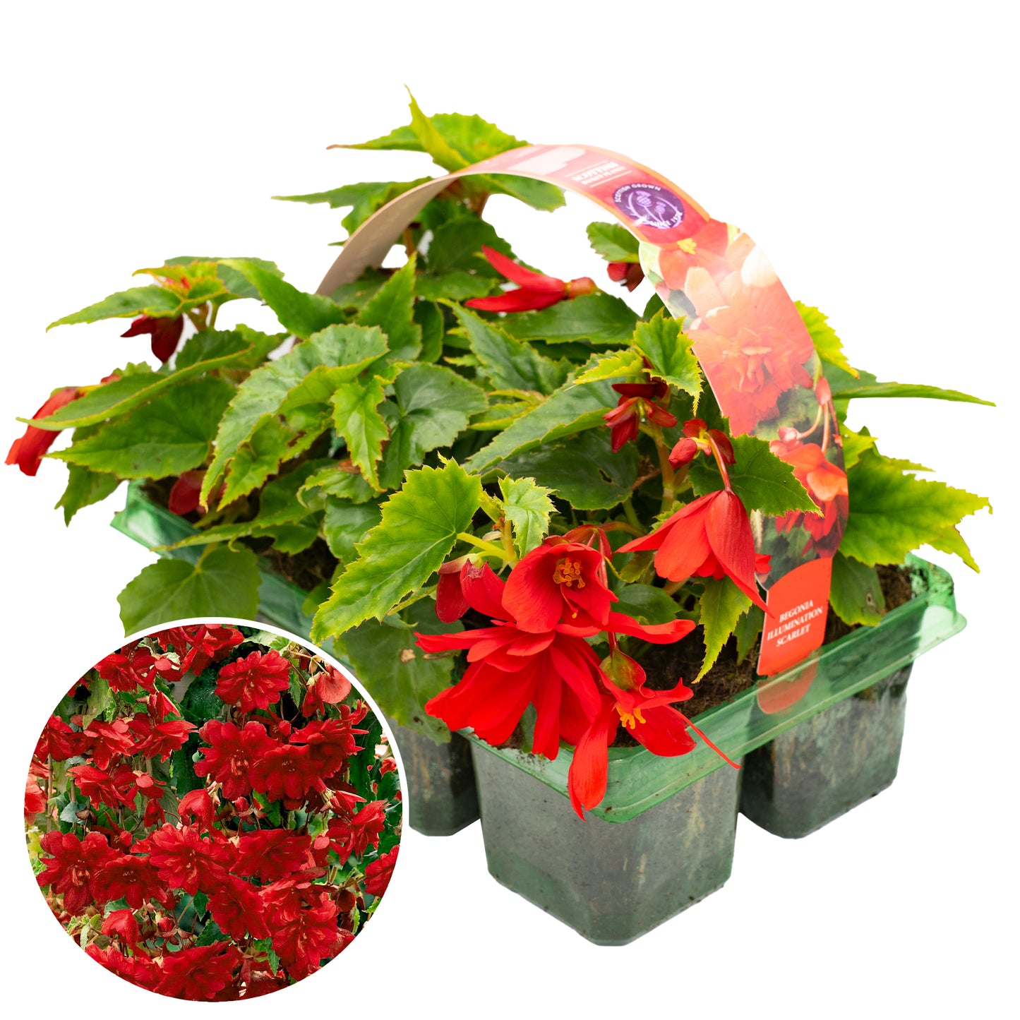 Basket Plants - Begonia Trailing Scarlet Red (6 Pack)