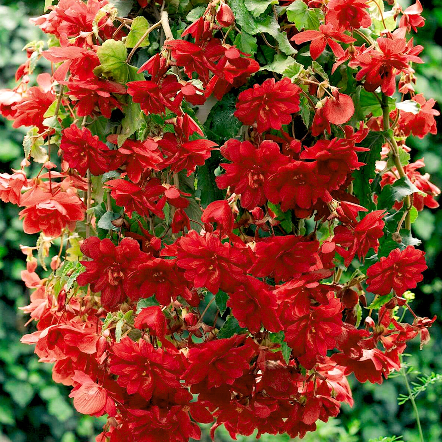 Basket Plants - Begonia Trailing Scarlet Red (6 Pack)