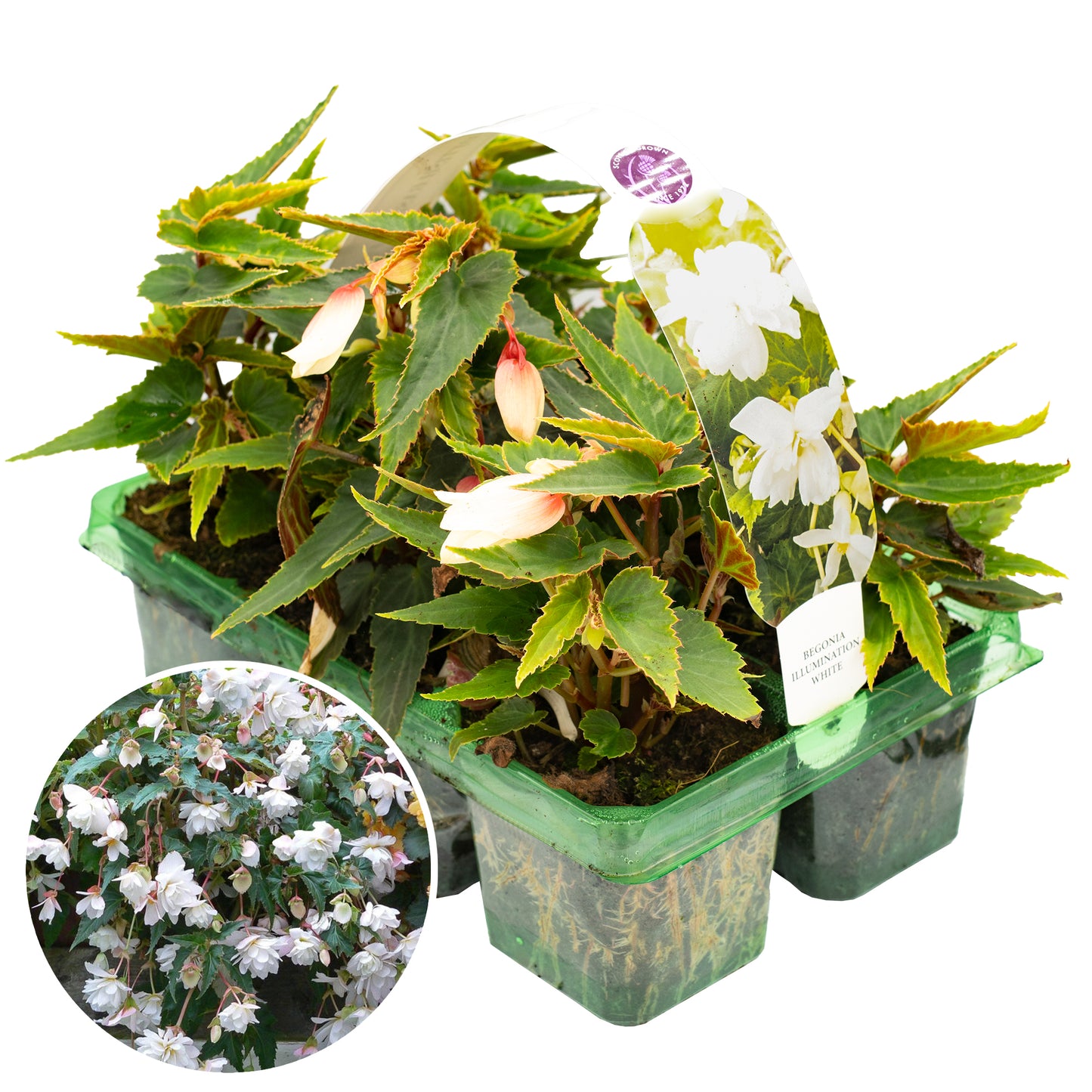 Basket Plants - Begonia Trailing White (6 Pack)