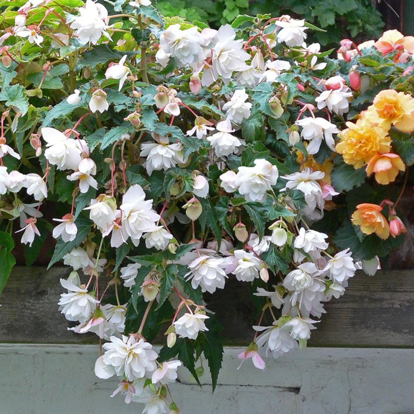 Basket Plants - Begonia Trailing White (6 Pack)
