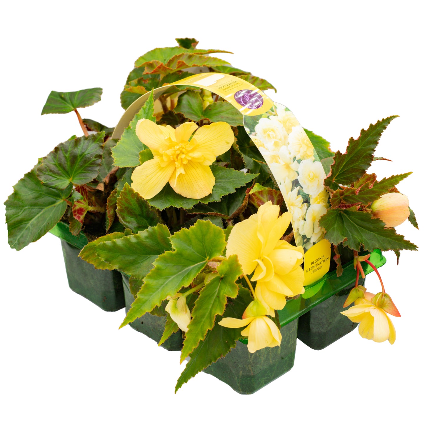 Basket Plants - Begonia Trailing Lemon (6 Pack)