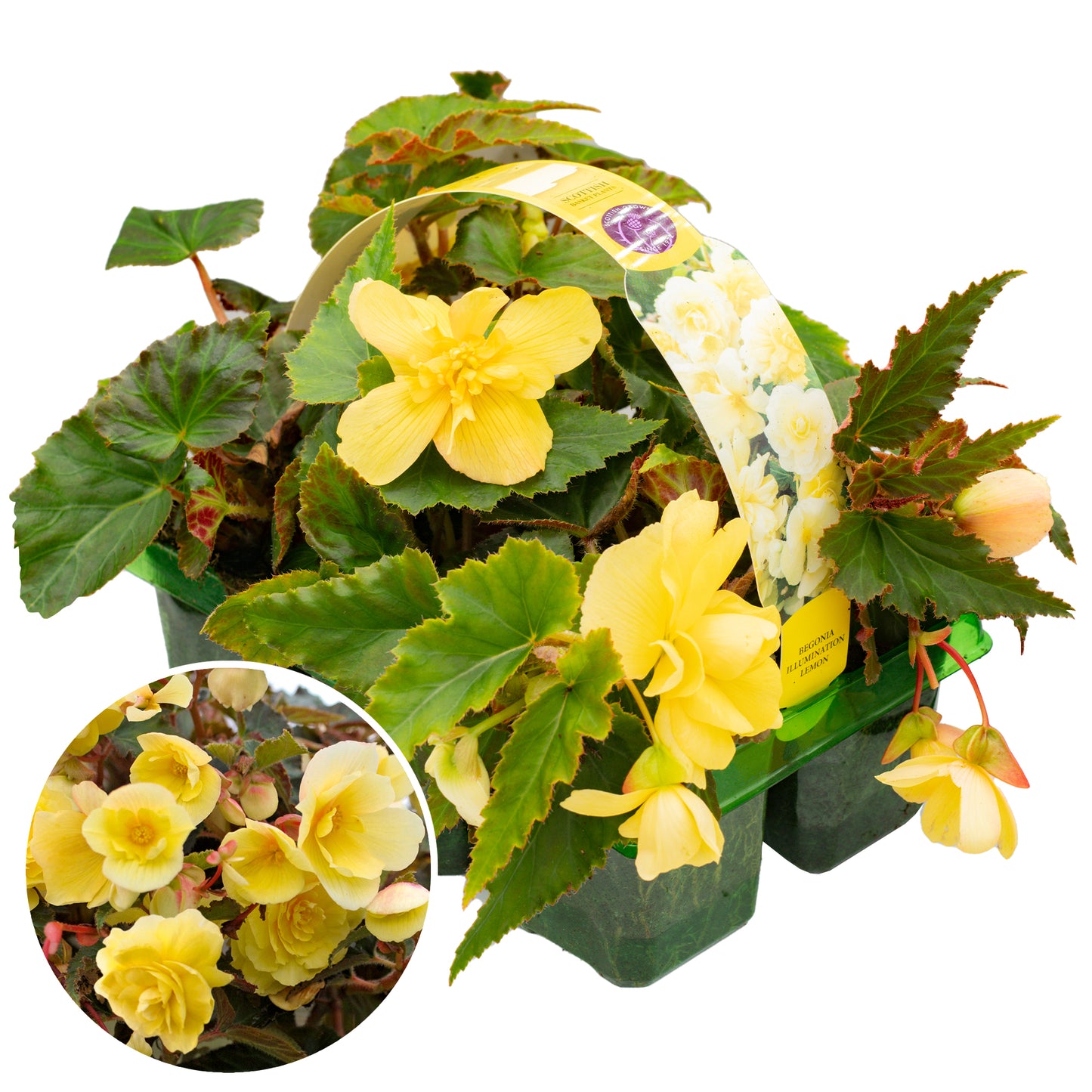 Basket Plants - Begonia Trailing Lemon (6 Pack)