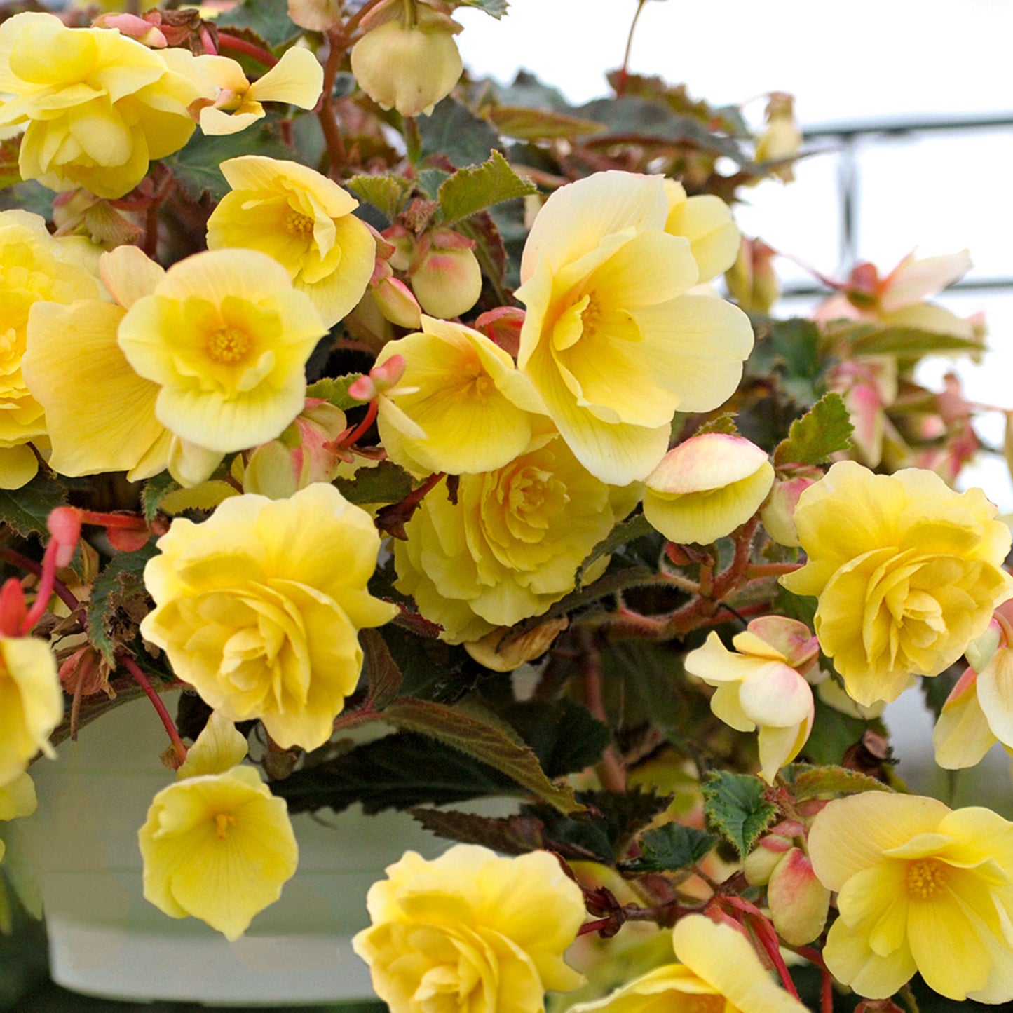 Basket Plants - Begonia Trailing Lemon (6 Pack)