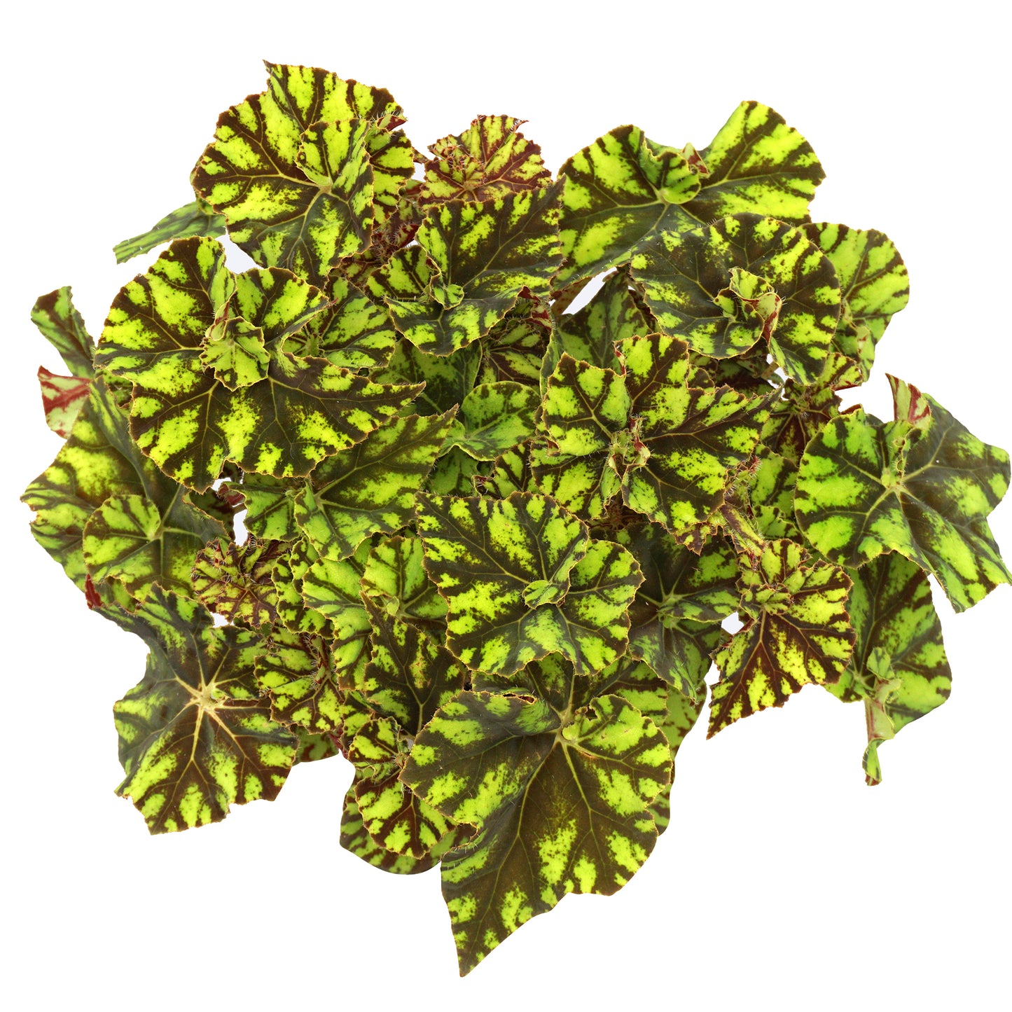 Begonia Zumba (13cm) V1