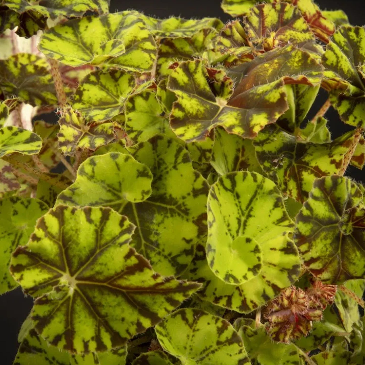 Begonia Zumba (13cm) V1