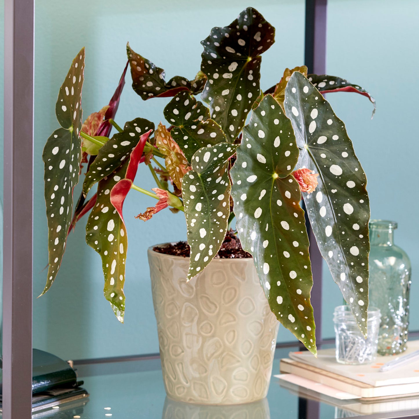 Begonia Maculata (12cm) V3