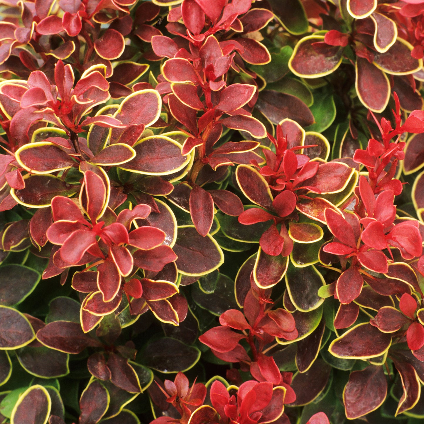 Berberis Chiquita (9cm)