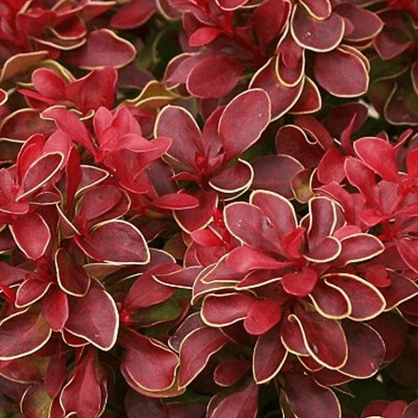Berberis Chiquita (9cm)