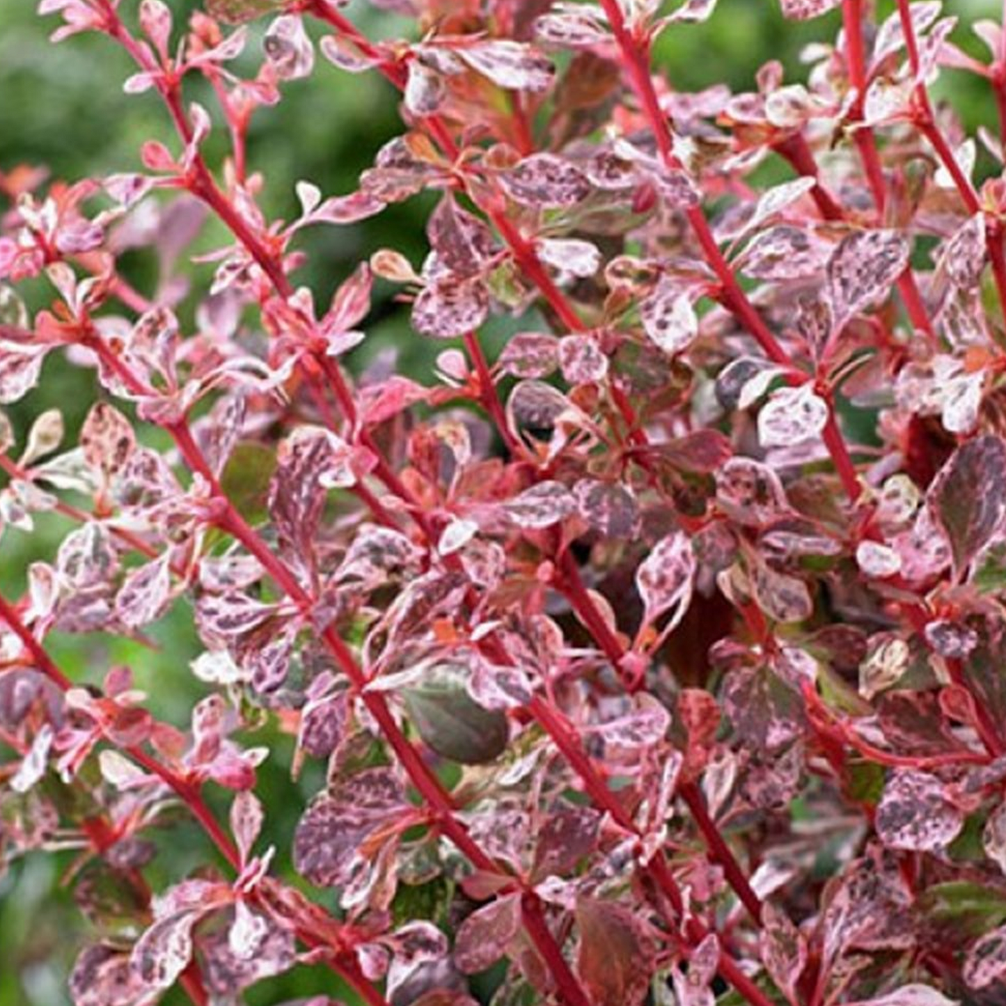 Berberis Flamingo (9cm)