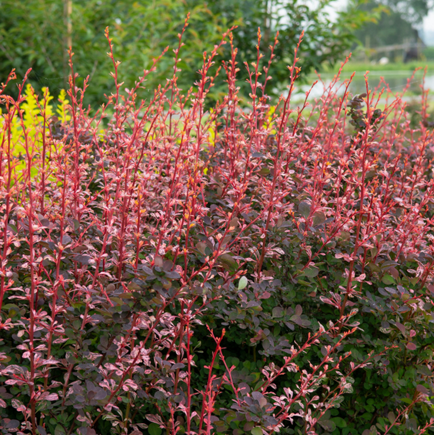 Berberis Flamingo (9cm)
