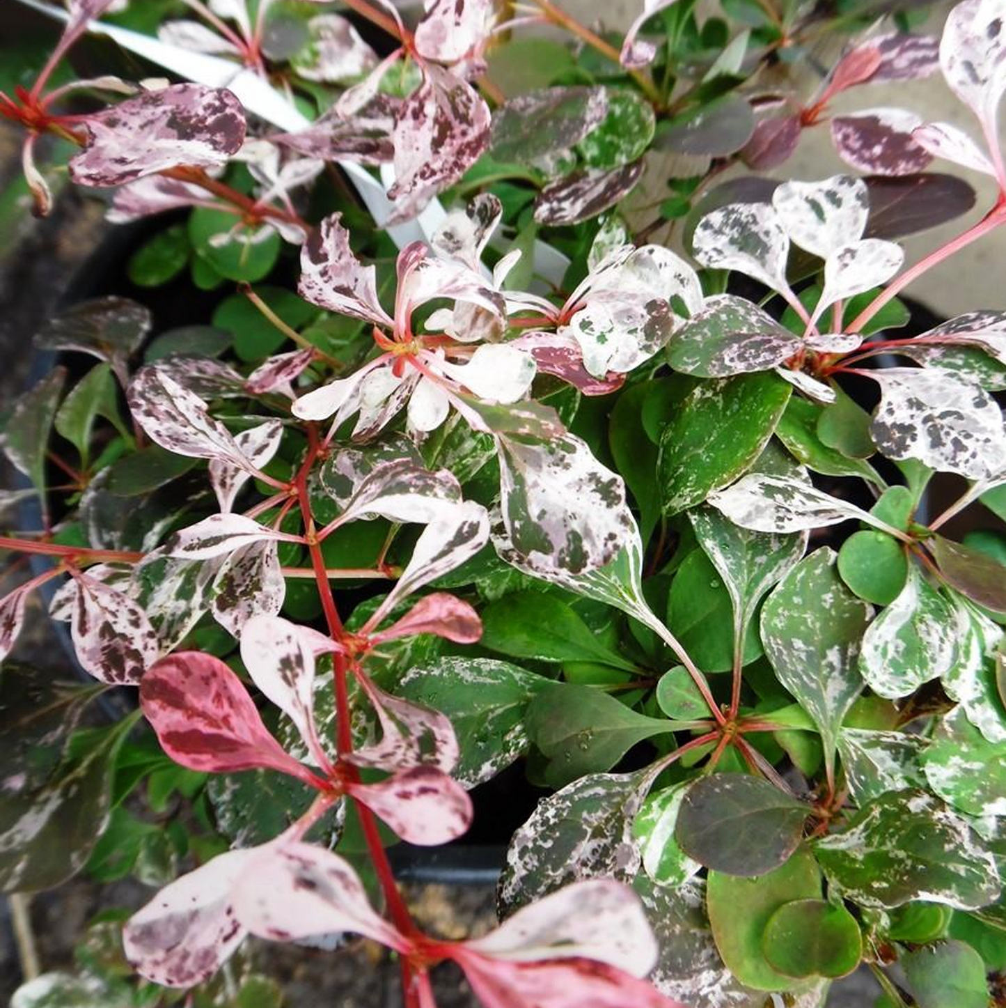 Berberis Flamingo (9cm)