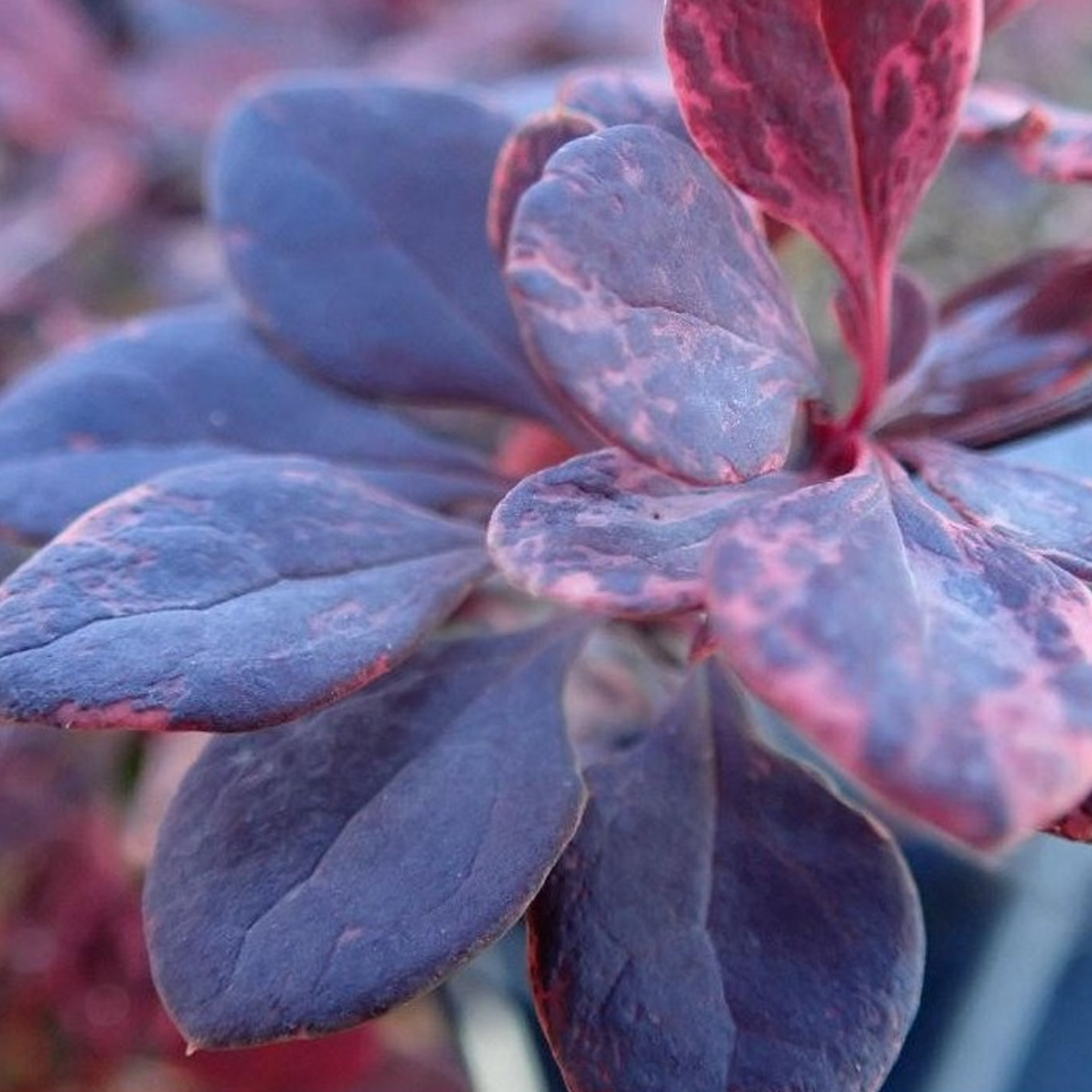 Berberis Flamingo (9cm)