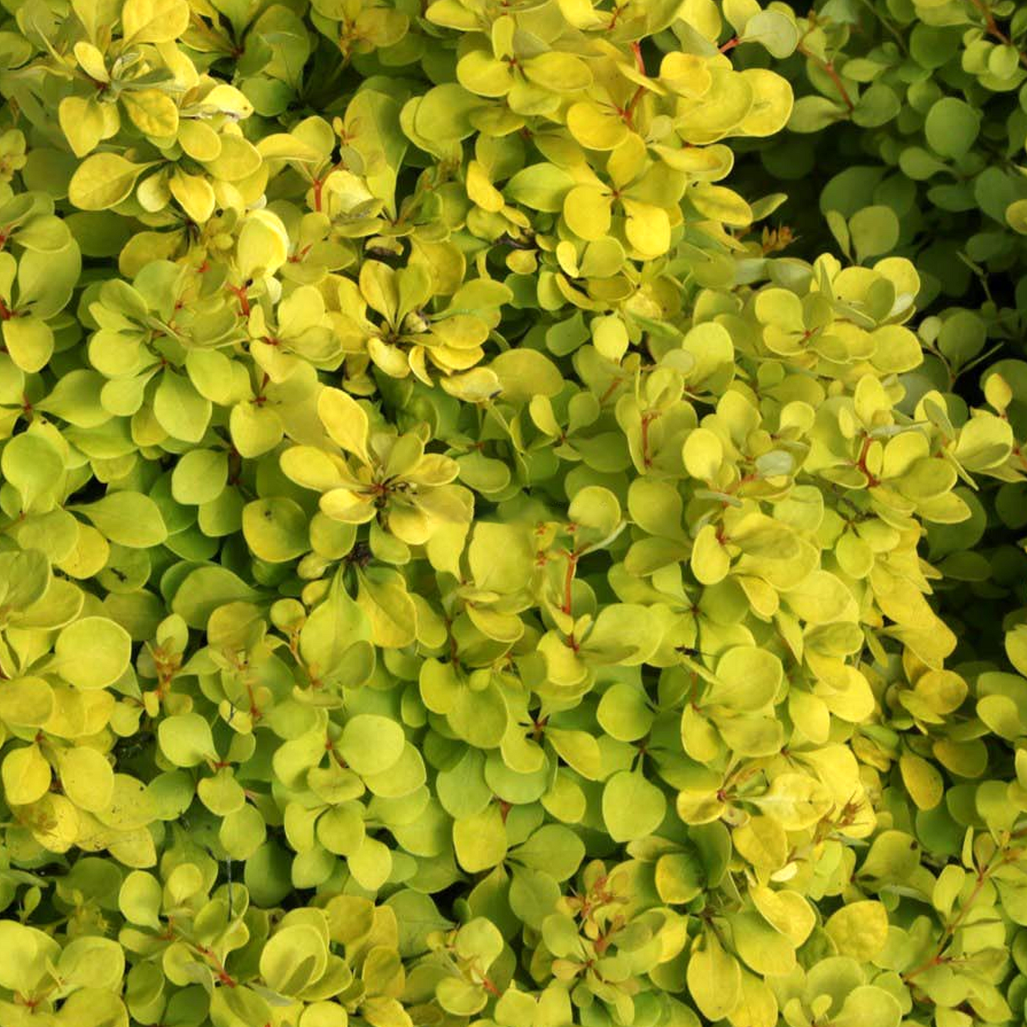 Berberis Golden Horizon (9cm)