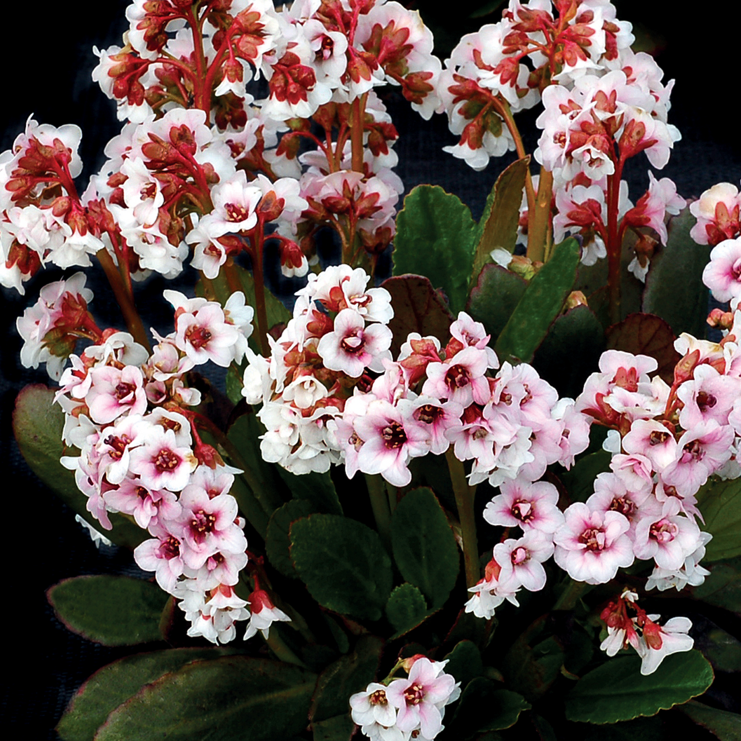 Bergenia Angel Kiss (9cm)