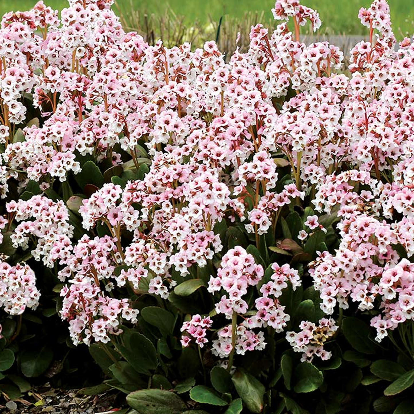 Bergenia Angel Kiss (9cm)