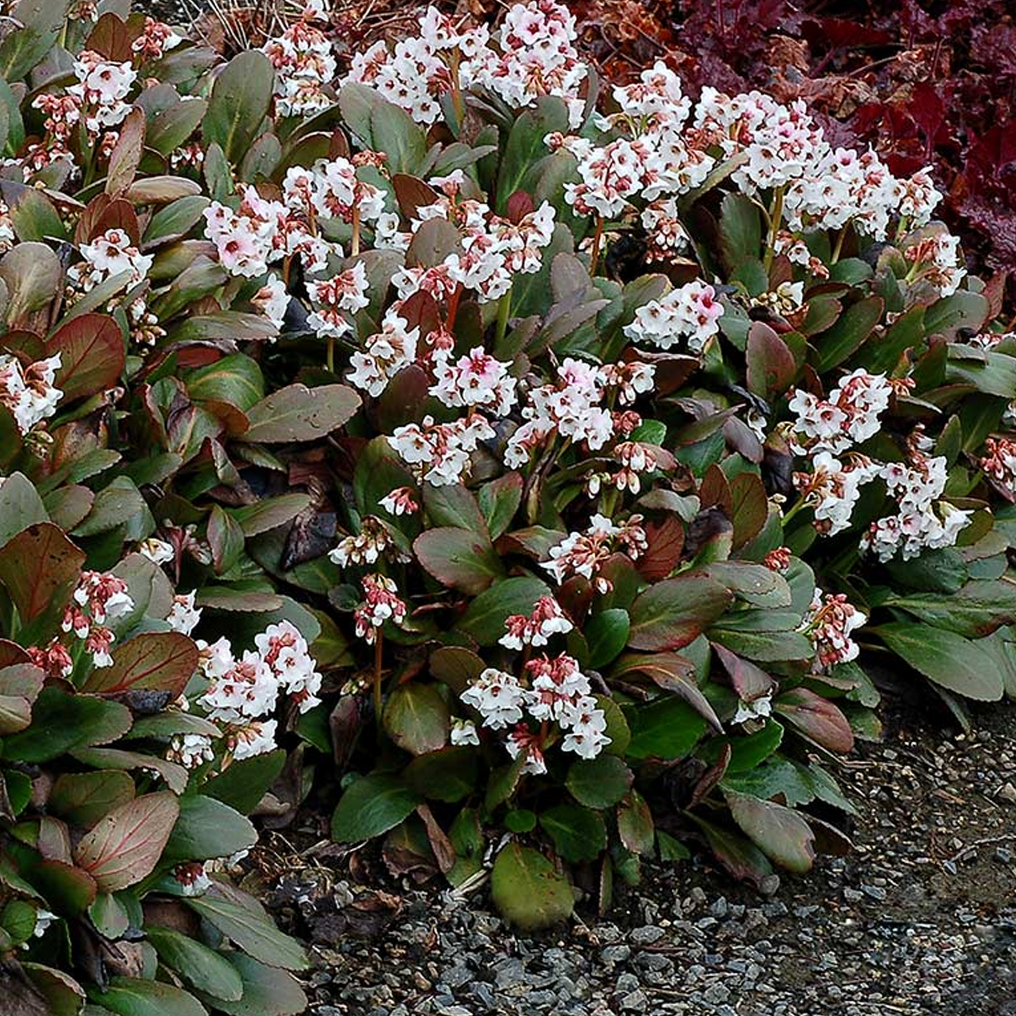 Bergenia Angel Kiss (9cm)
