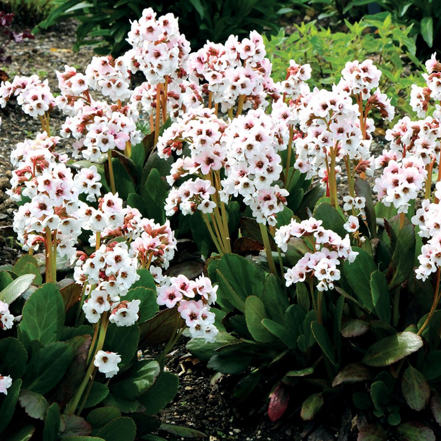 Bergenia Angel Kiss (9cm)