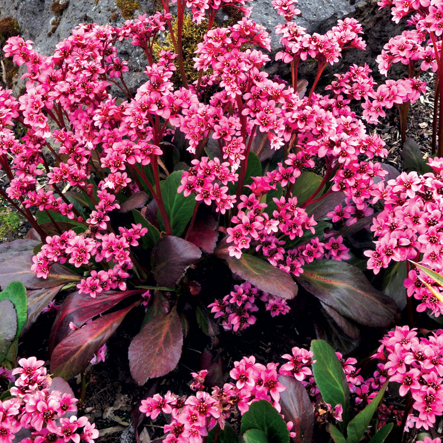 Bergenia Pink Dragonfly (9cm)