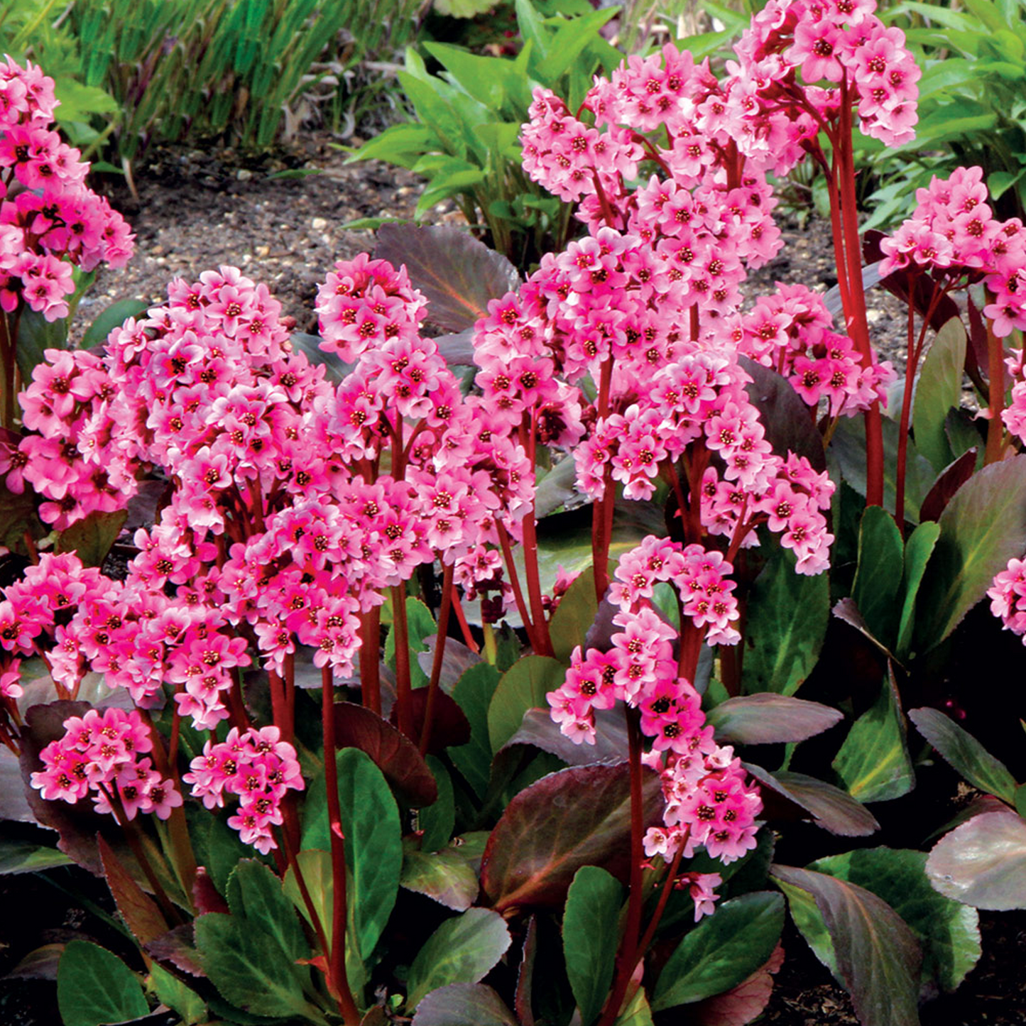 Bergenia Pink Dragonfly (9cm)
