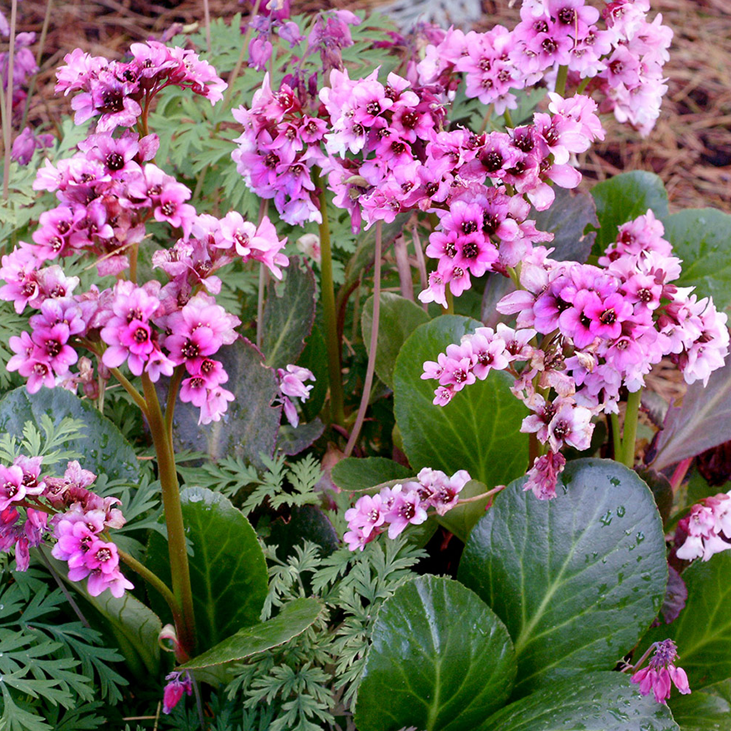 Bergenia Pink Dragonfly (9cm)