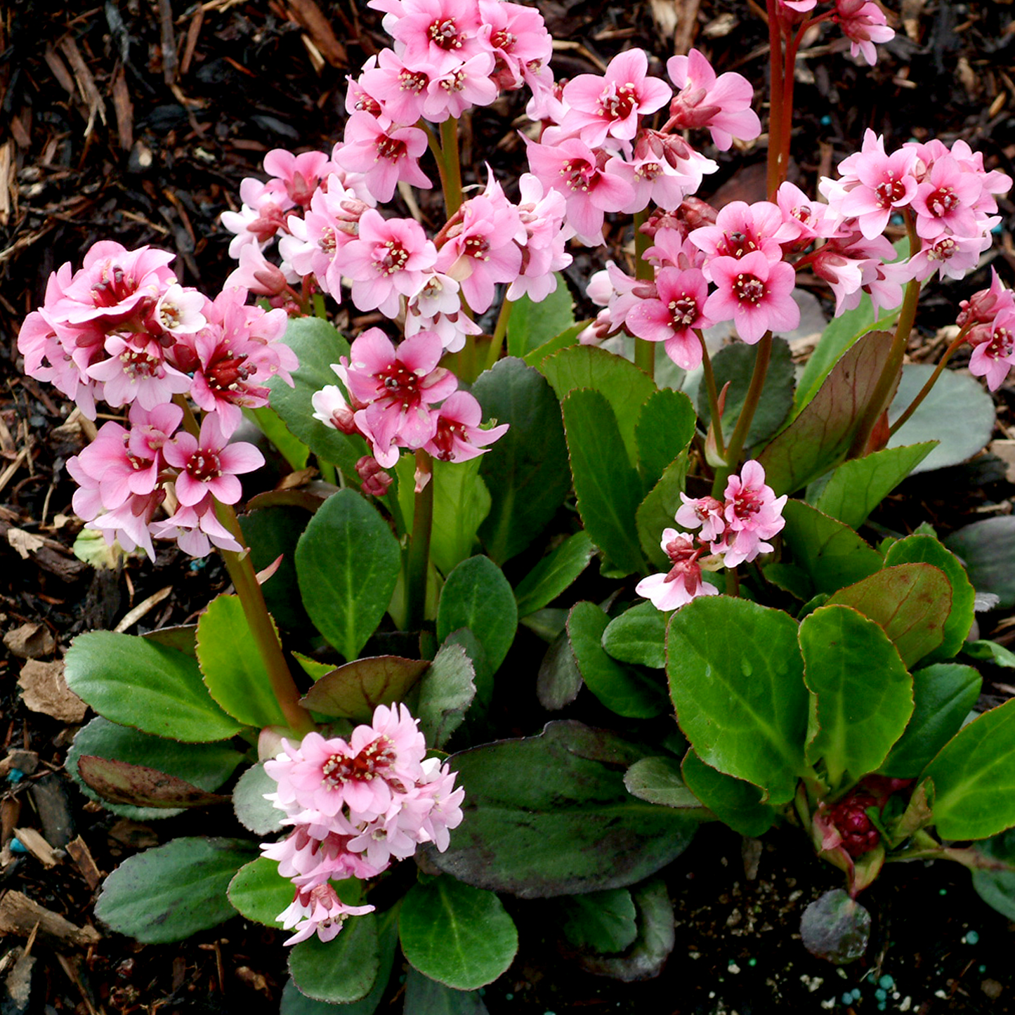 Bergenia Pink Dragonfly (9cm)