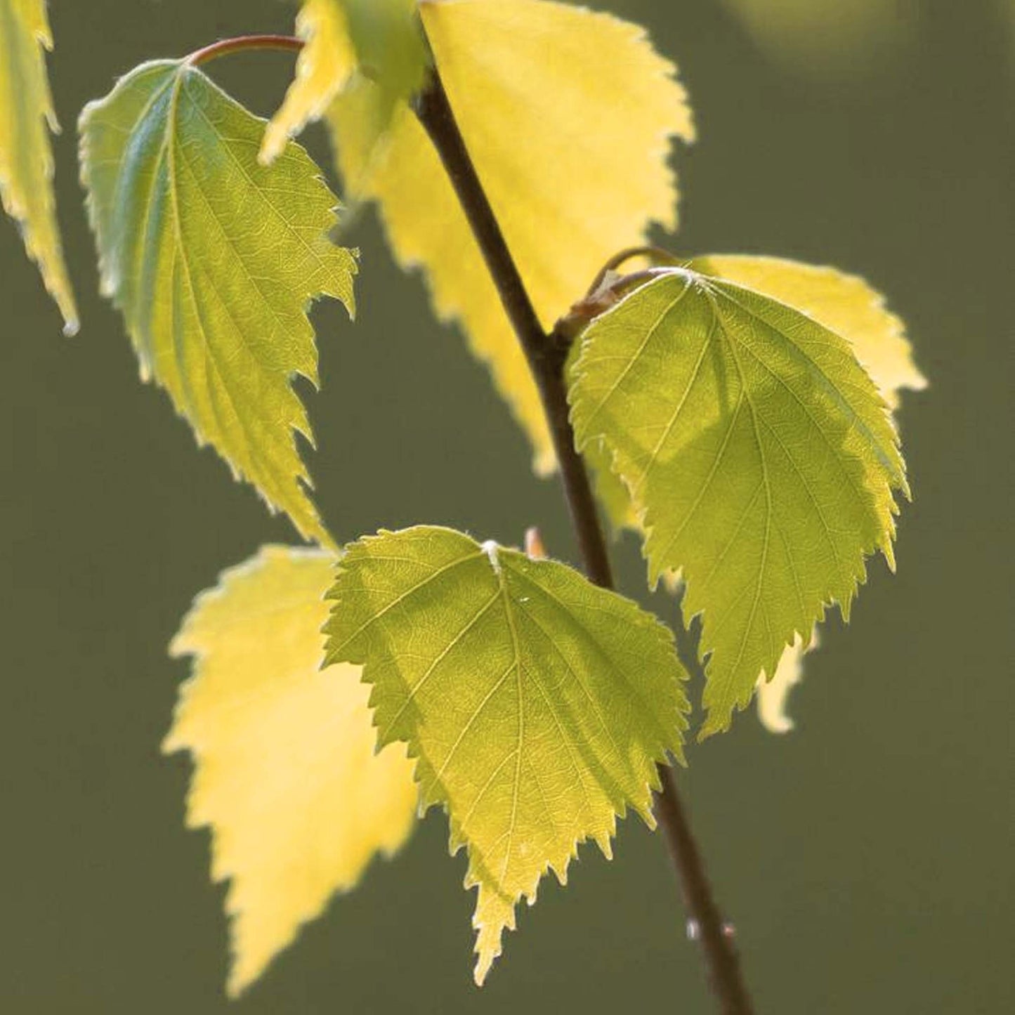 Betula pendula Golden Obelisk Tree (12L, 5-6ft)
