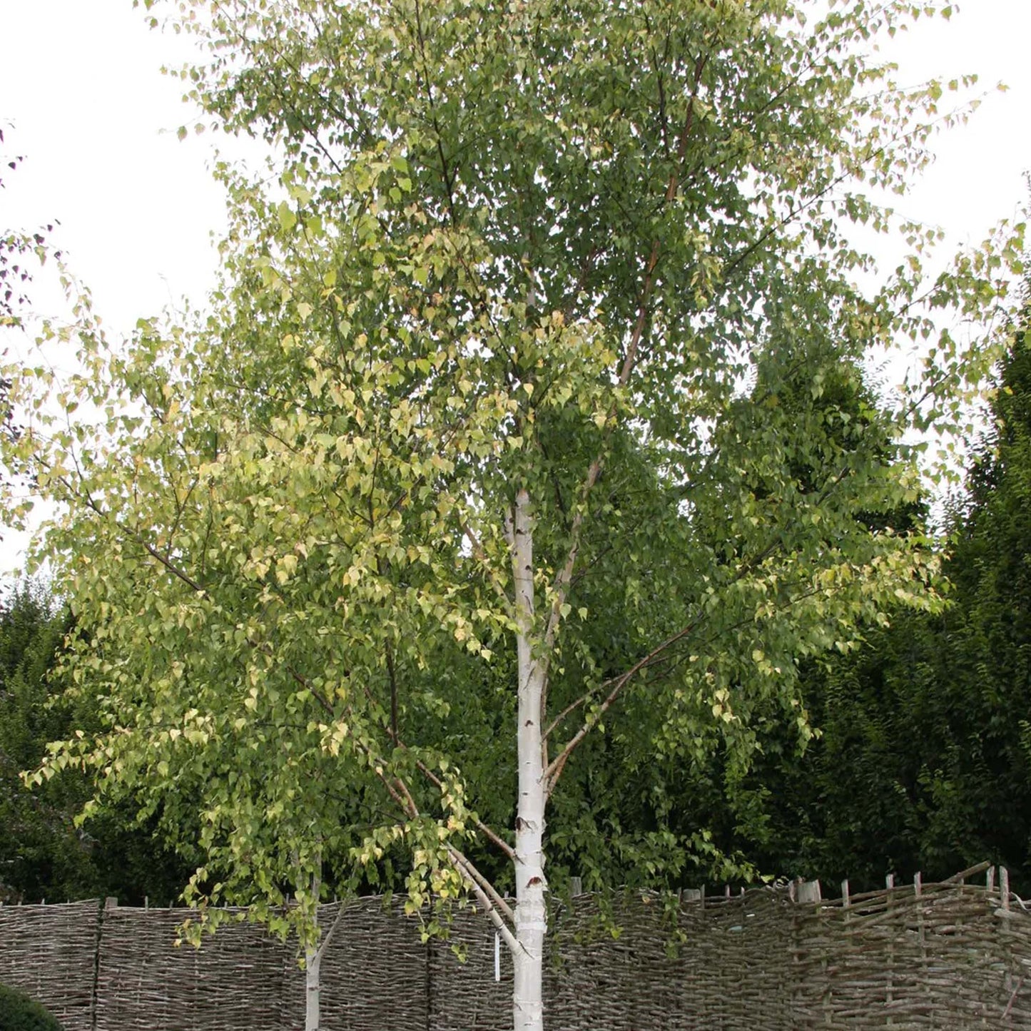 Betula pendula Golden Obelisk Tree (12L, 5-6ft)
