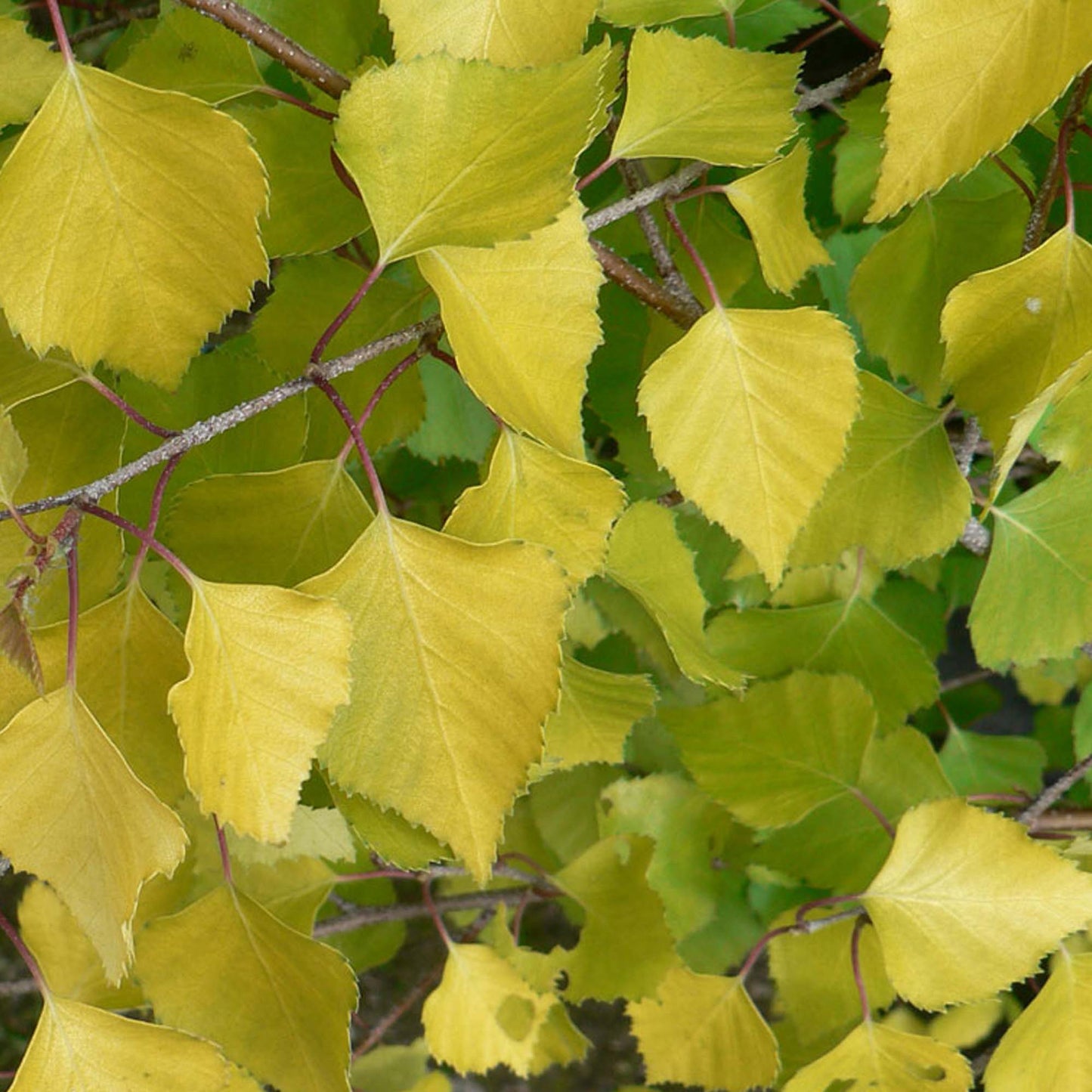 Betula pendula Golden Obelisk Tree (12L, 5-6ft)