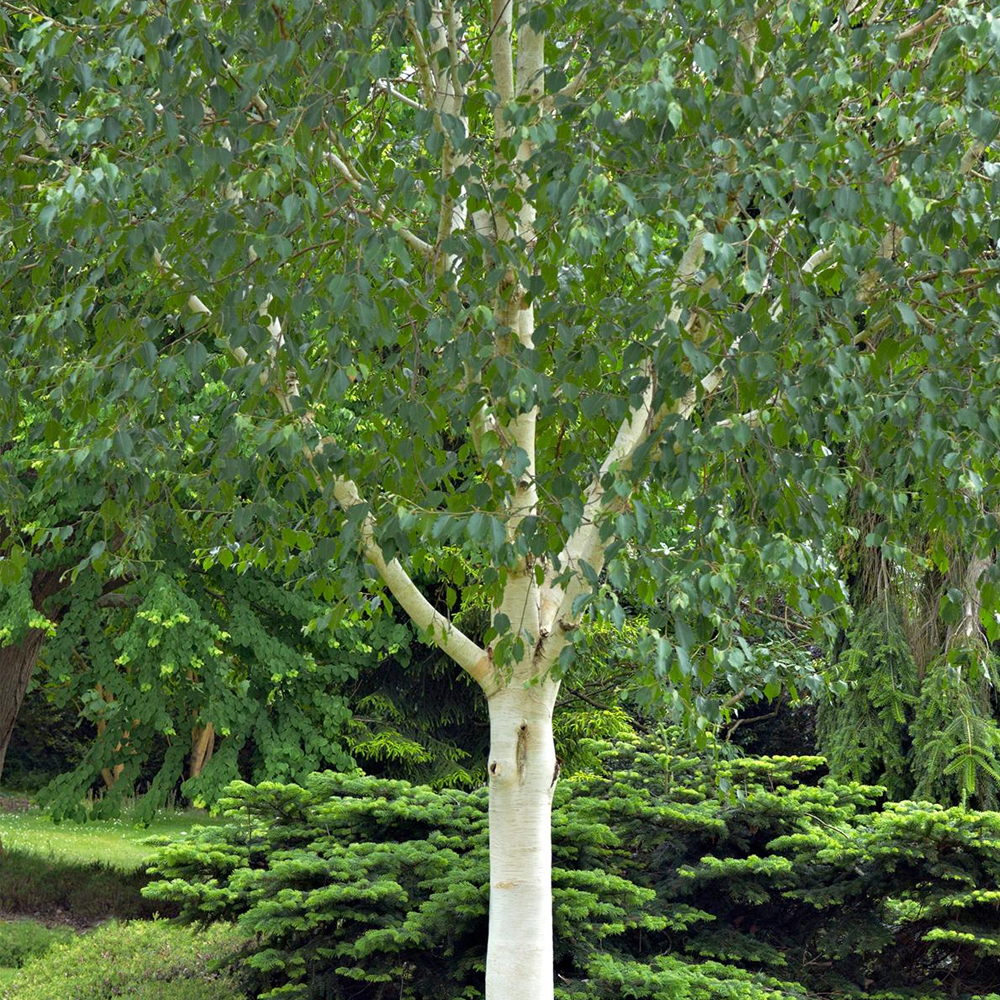 Betula Grayswood Ghost Tree (12L, 5-6ft)