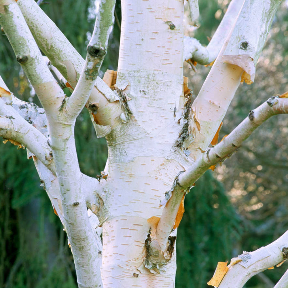 Betula Grayswood Ghost Tree (12L, 5-6ft)