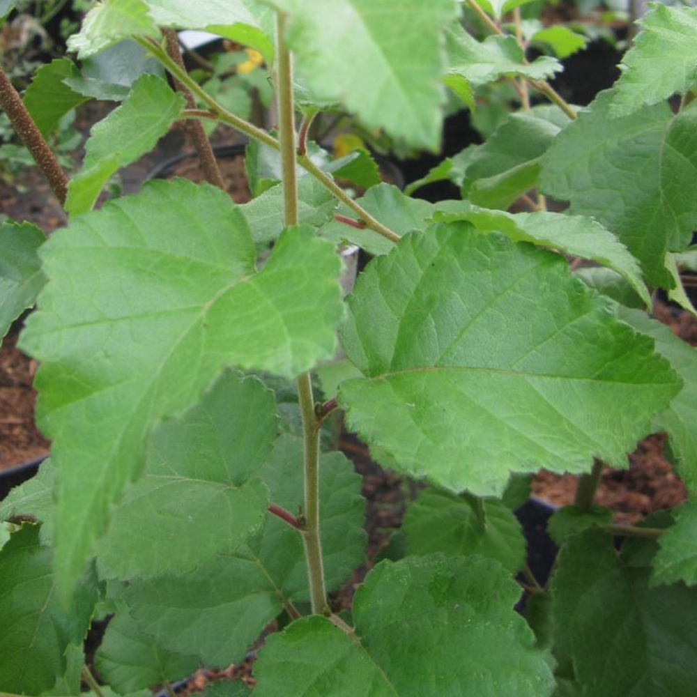 Betula Grayswood Ghost Tree (12L, 5-6ft)