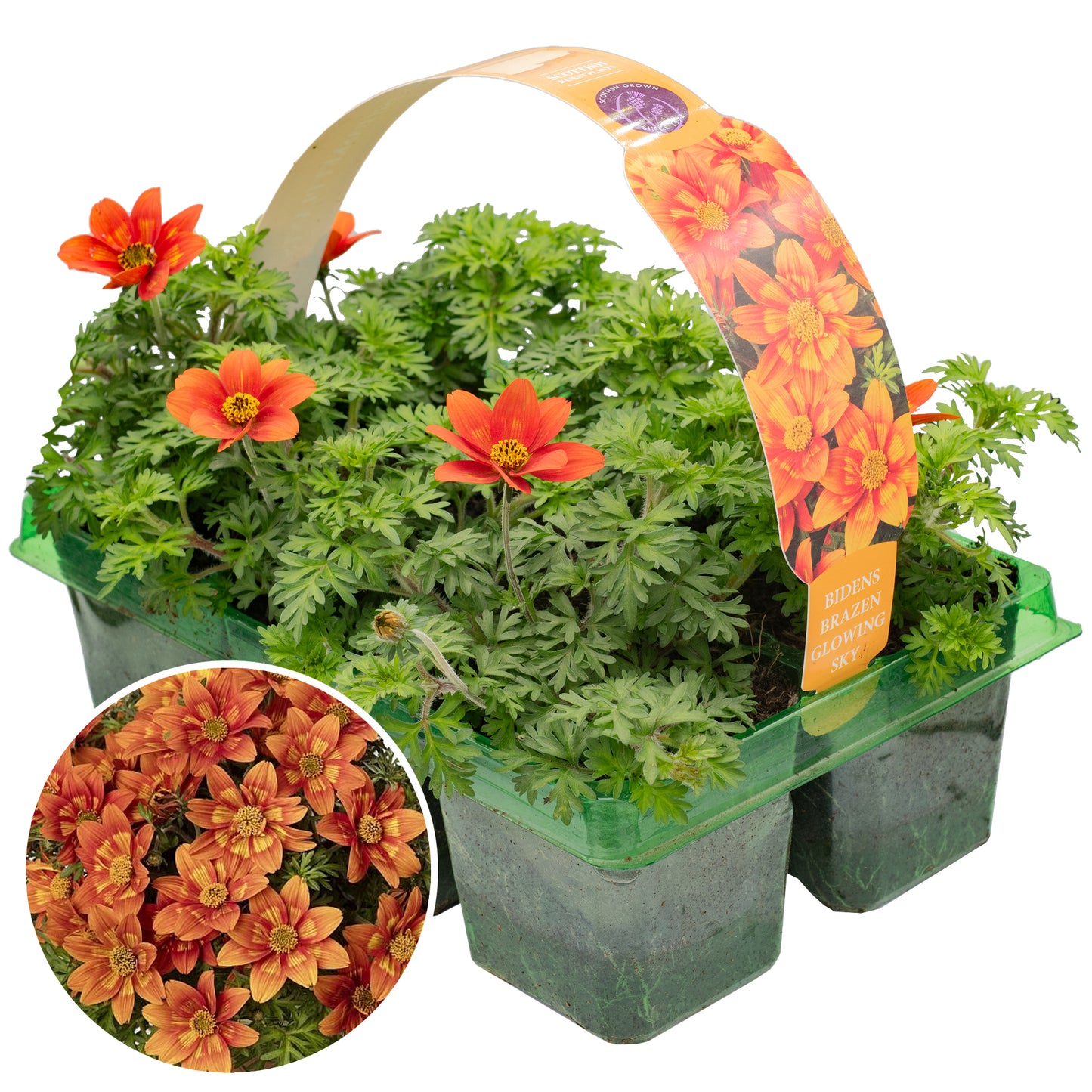 Basket Plants - Bidens Glowing Sky (6 Pack)