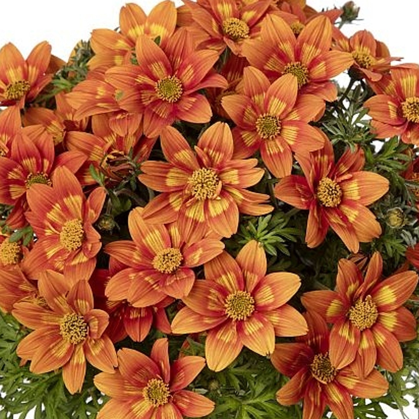 Basket Plants - Bidens Glowing Sky (6 Pack)