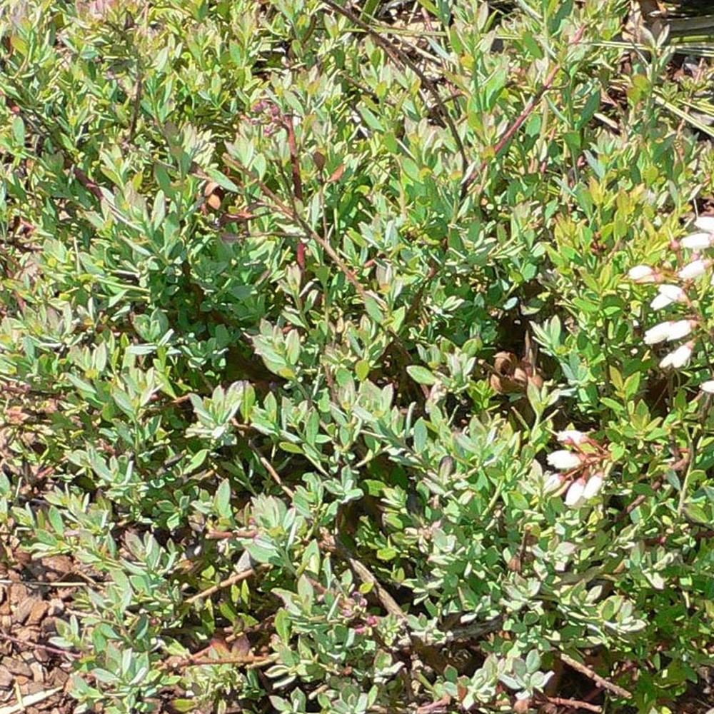 Blueberry Darrow (9cm)