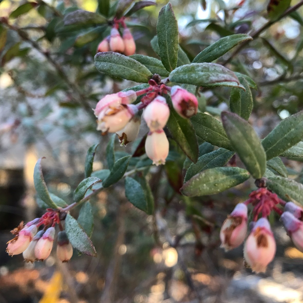 Blueberry Darrow (9cm)