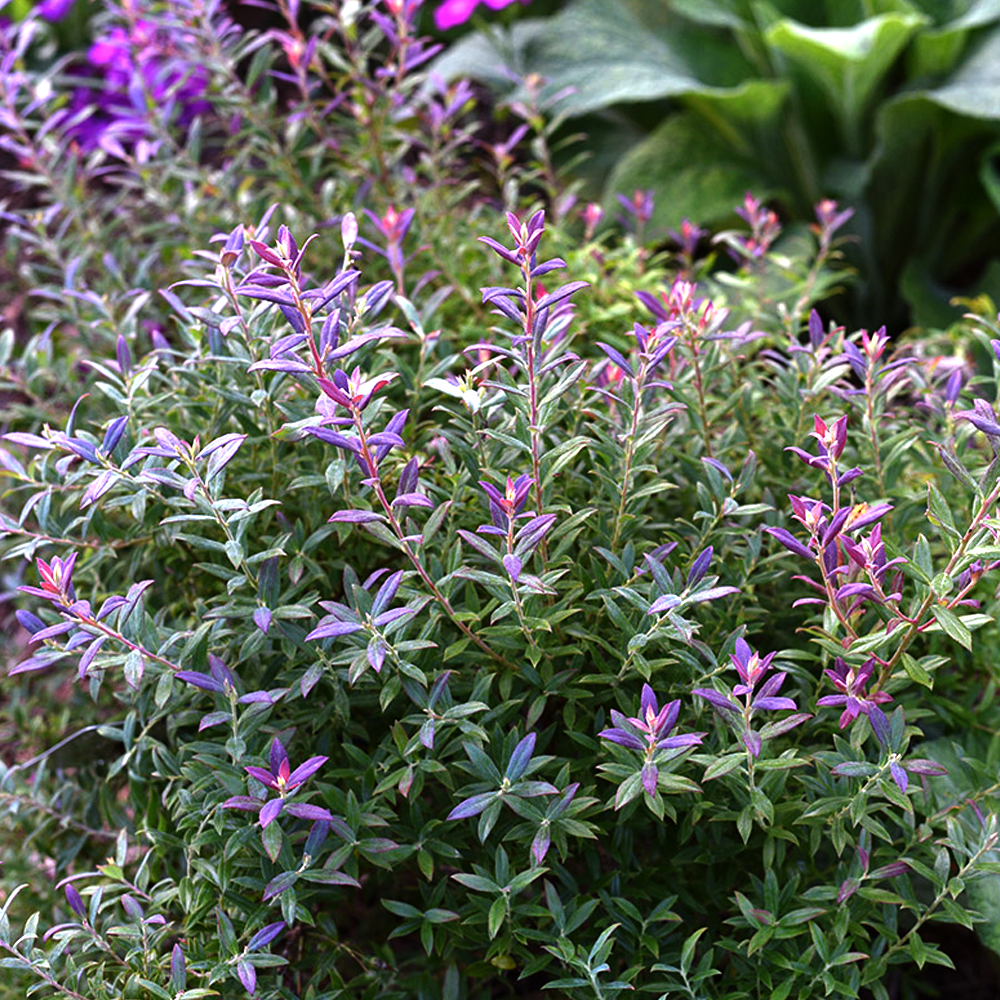 Blueberry Darrow (9cm)