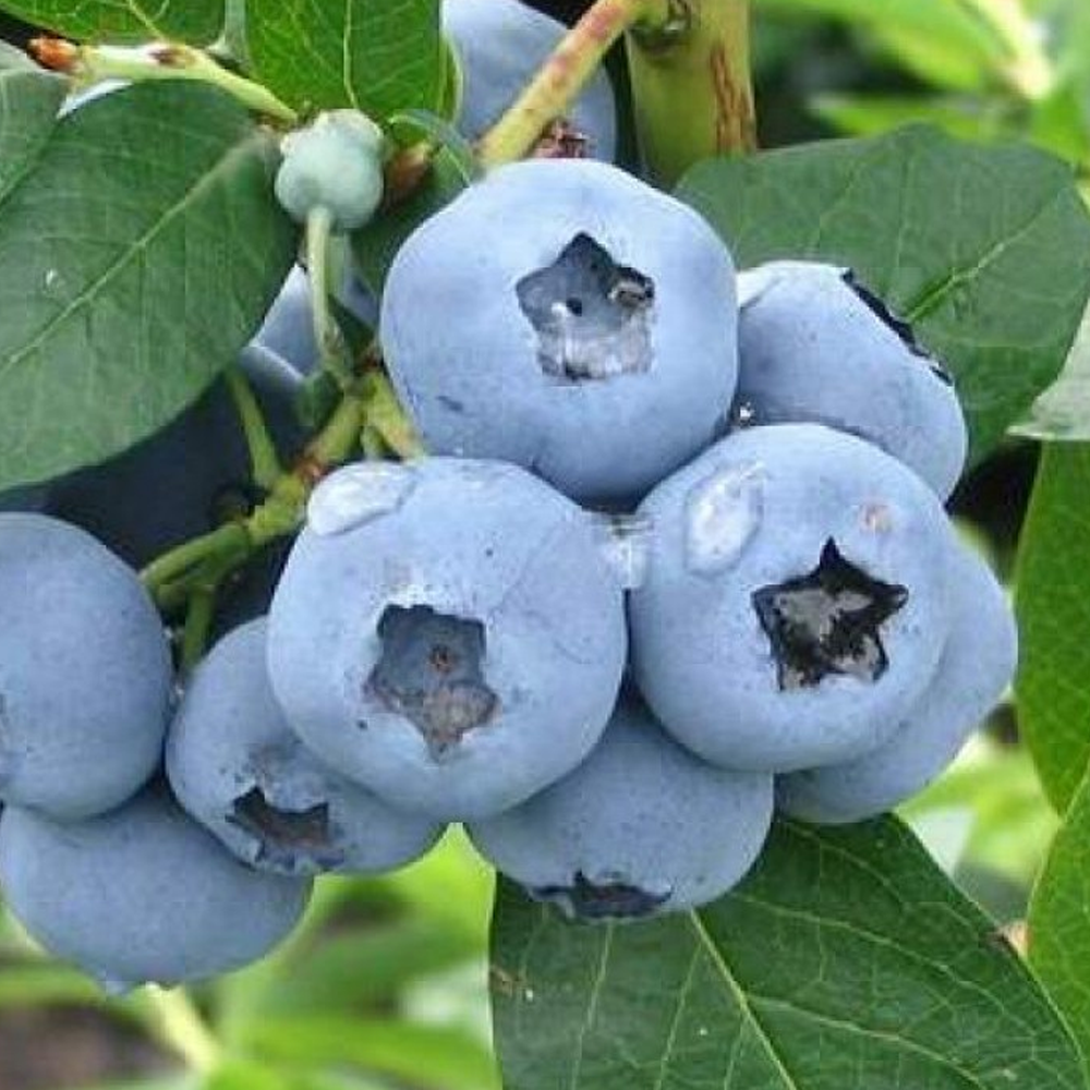 Blueberry Denise Blue (9cm)