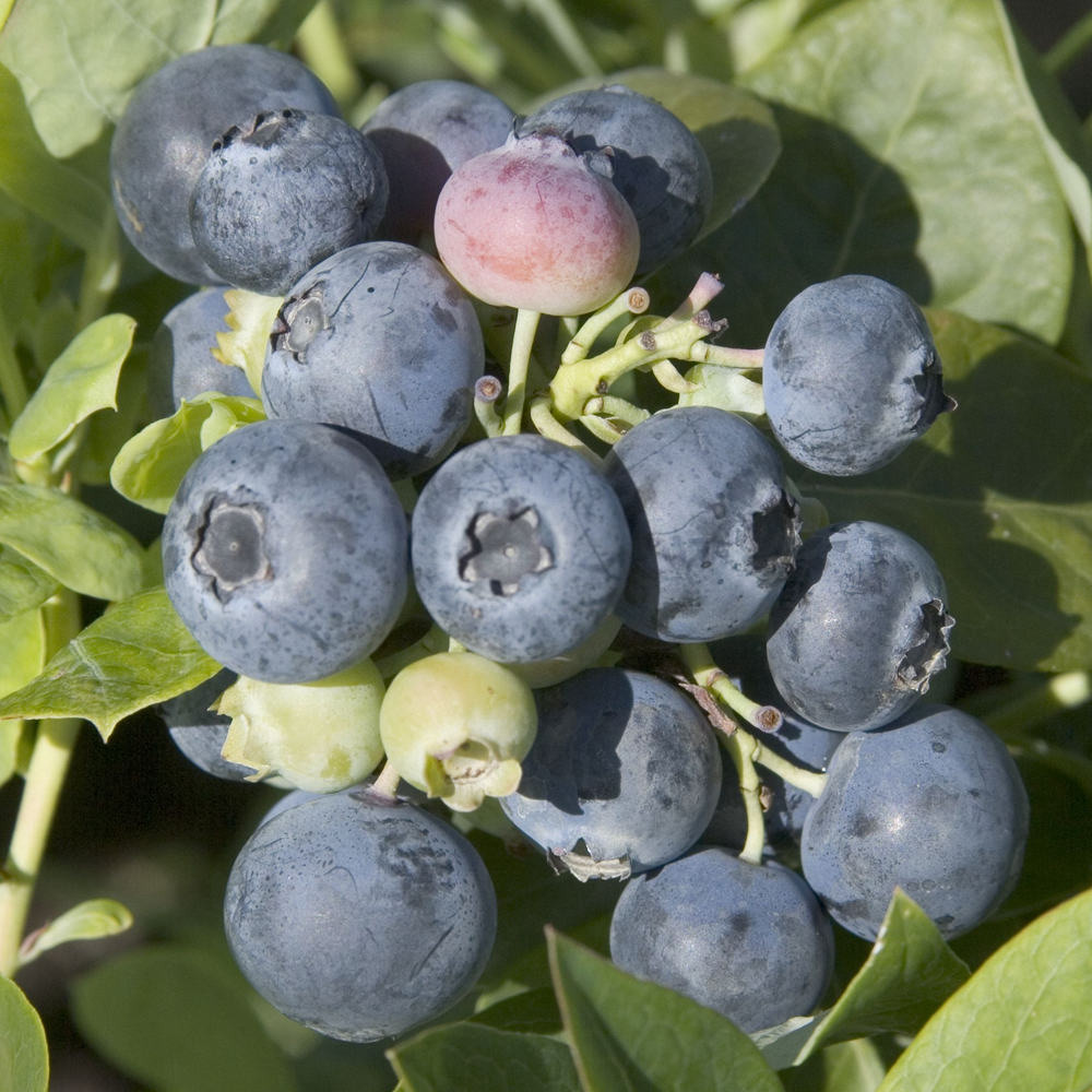 Blueberry Spartan (9cm)