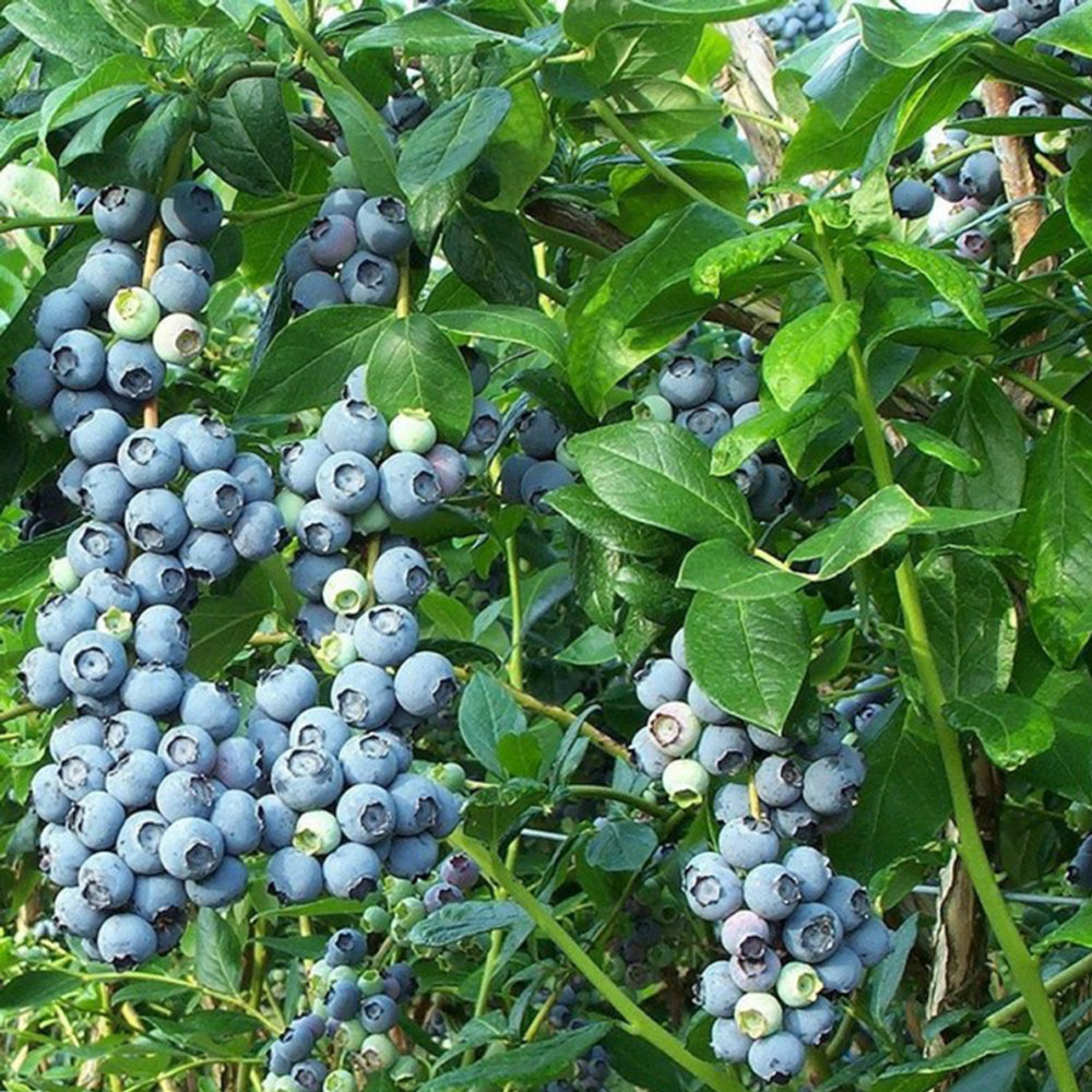 Blueberry Spartan (9cm)
