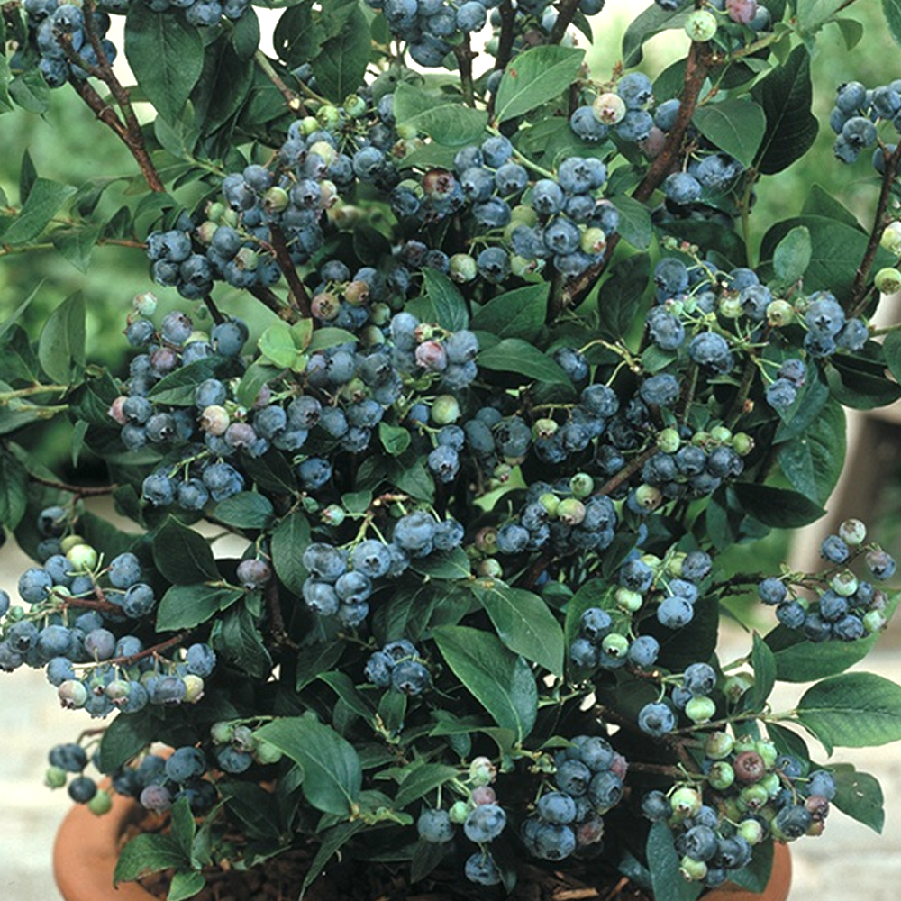 Blueberry Spartan (9cm)