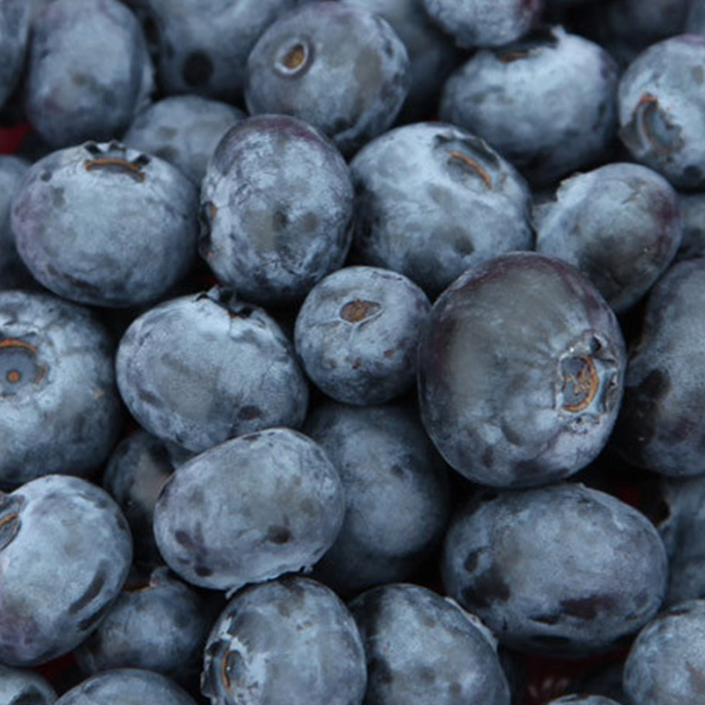 Blueberry Spartan (9cm)