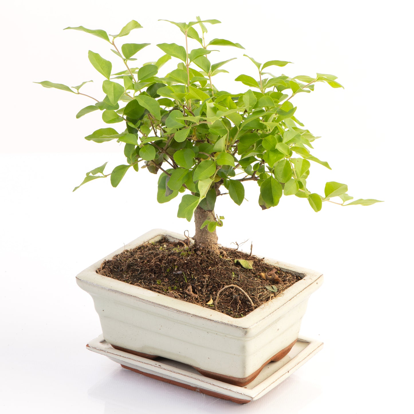 Straight Stem Bonsai (20cm)
